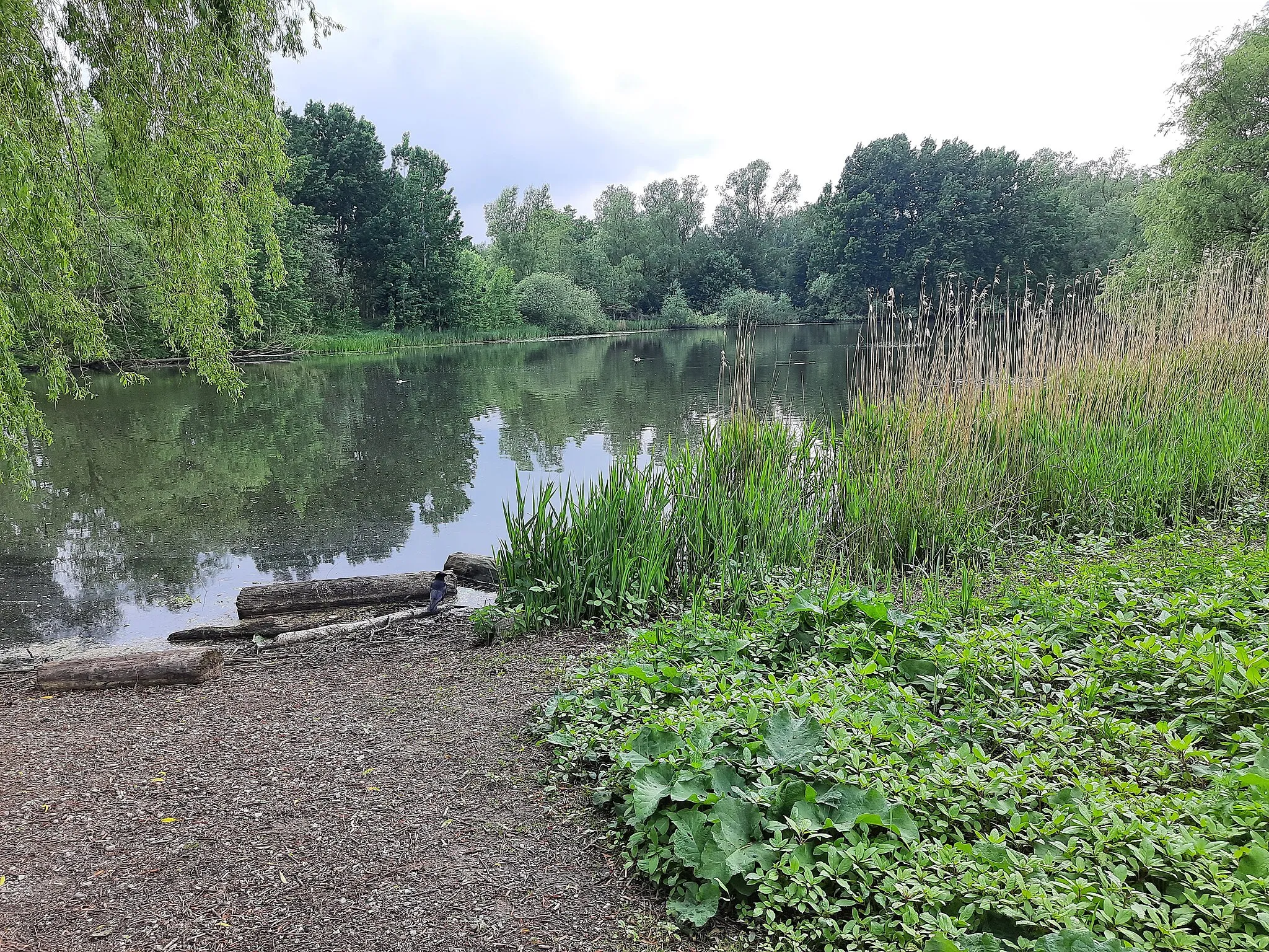 Photo showing: Mühlenteich, vorne Kiel-Russee, hinten Kiel-Demühlen