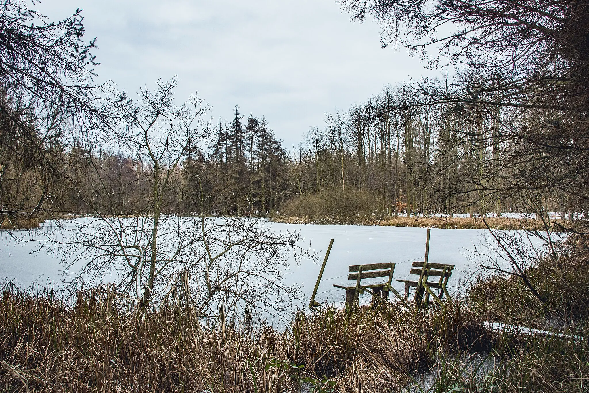 Photo showing: Photo of one of two lakes in the forest to the east of the village Logeberg in Schleswig-Holstein, Germany. Cold temperatures have let the surface freeze
