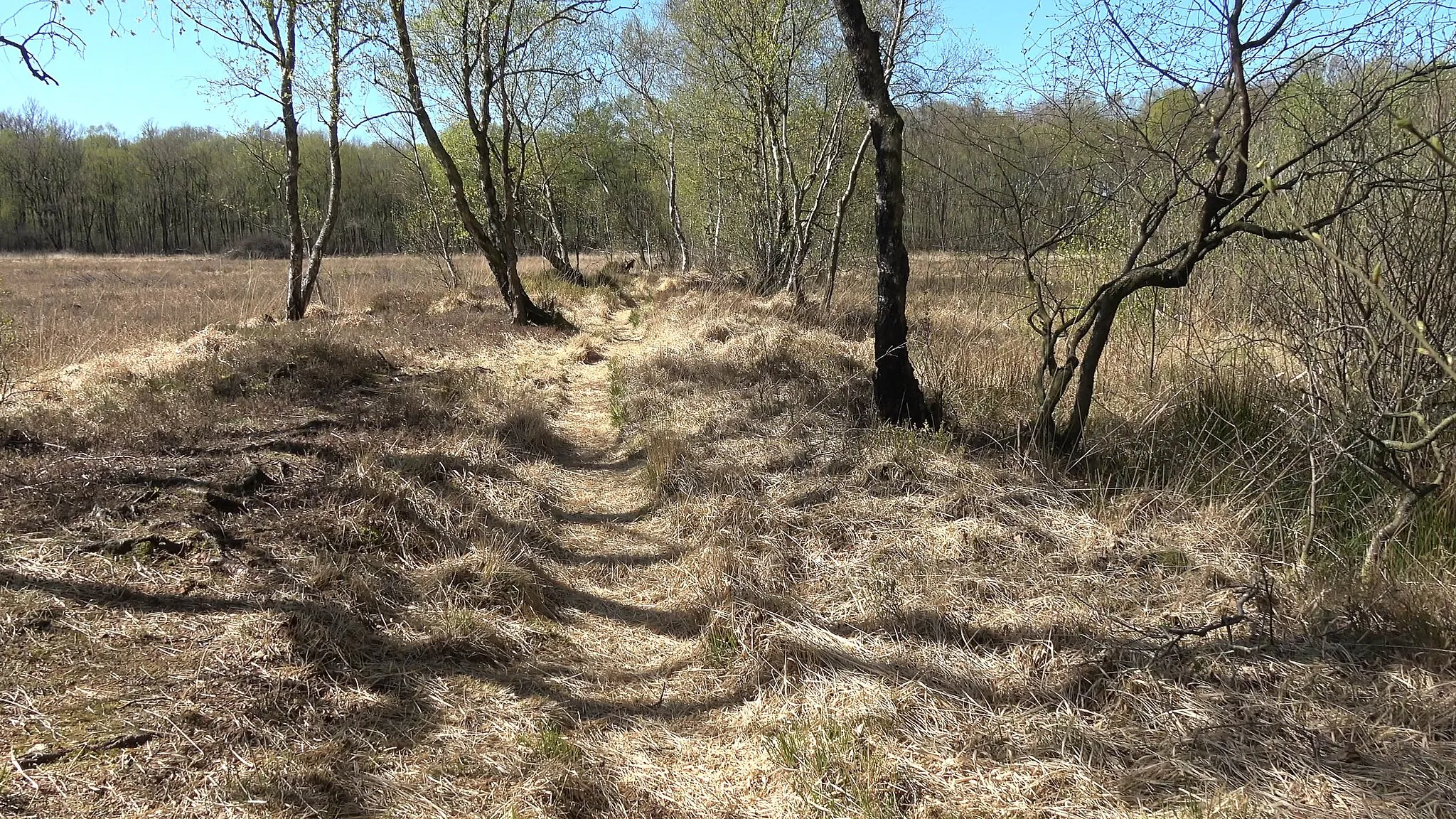 Photo showing: Der Torfdamm führt von Ost nach West durch das Blixmoor