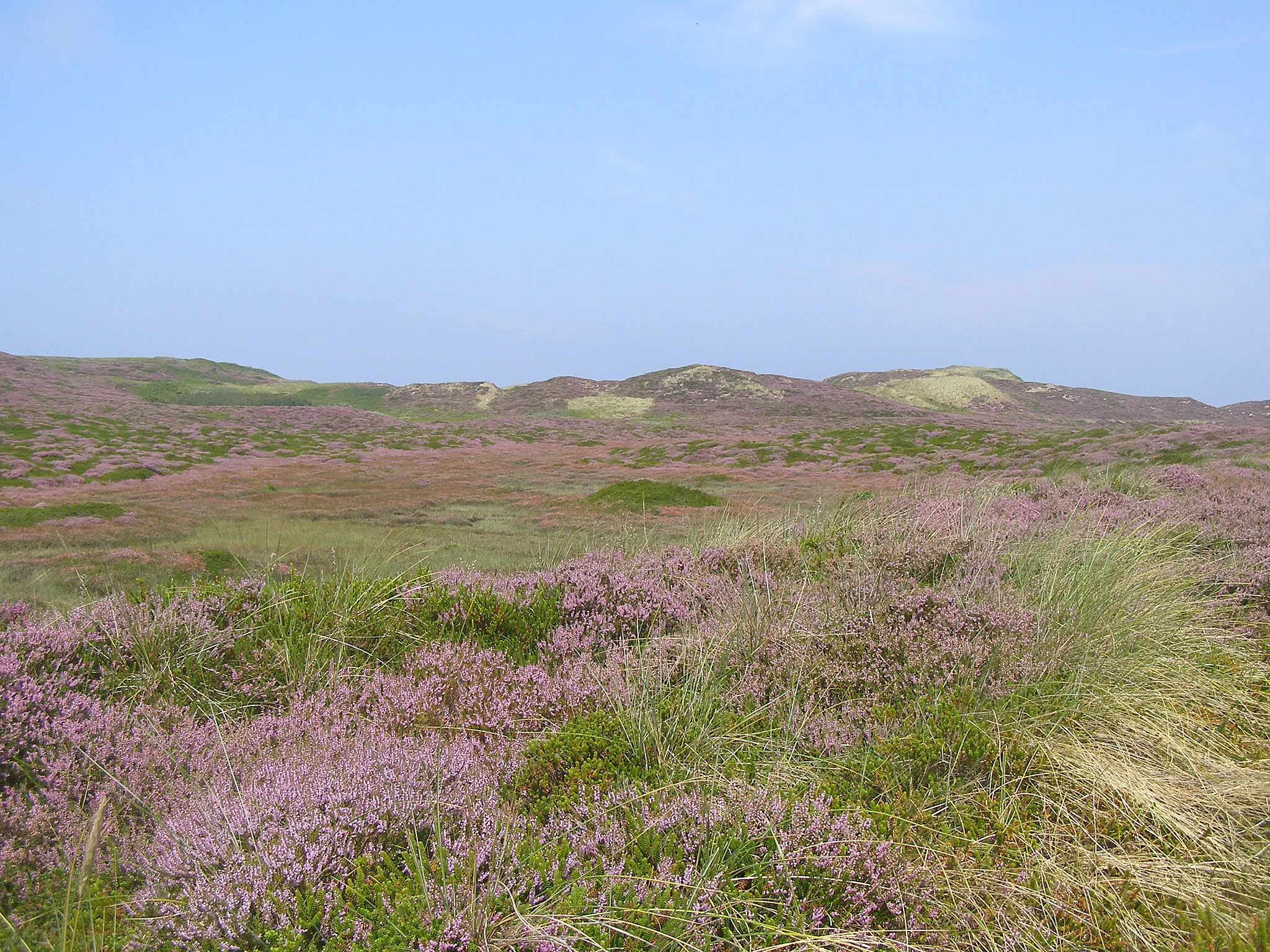 Photo showing: Heide und Dünenlandschaft, Nordsylt
Heath and dunes, Sylt (northern part; Germany)
Vřesoviště a duny na severním Syltu (Německo)