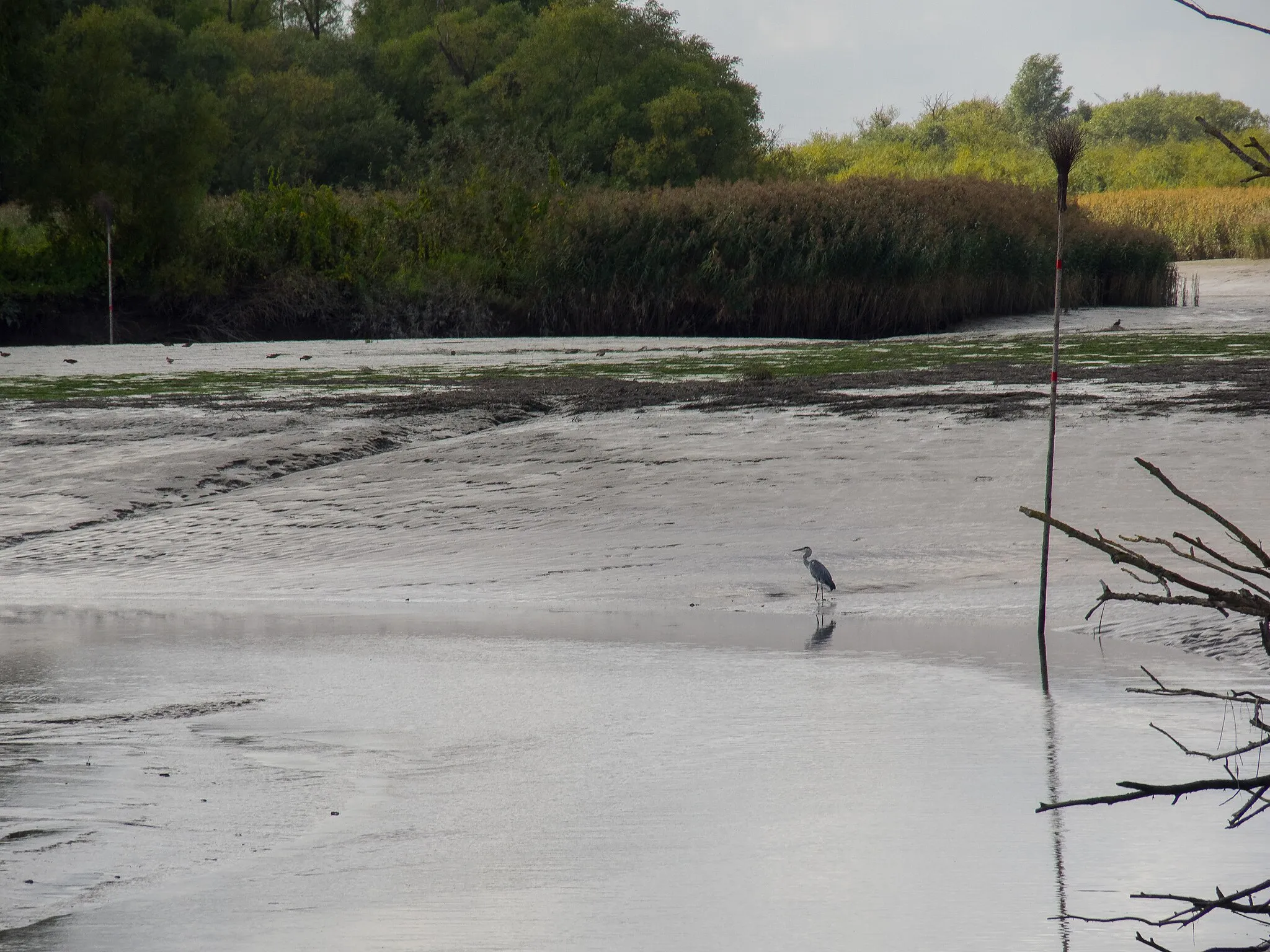 Photo showing: At low tide, a gray heron is watching for prey in the mud at the entrance to the small Haseldorf port.