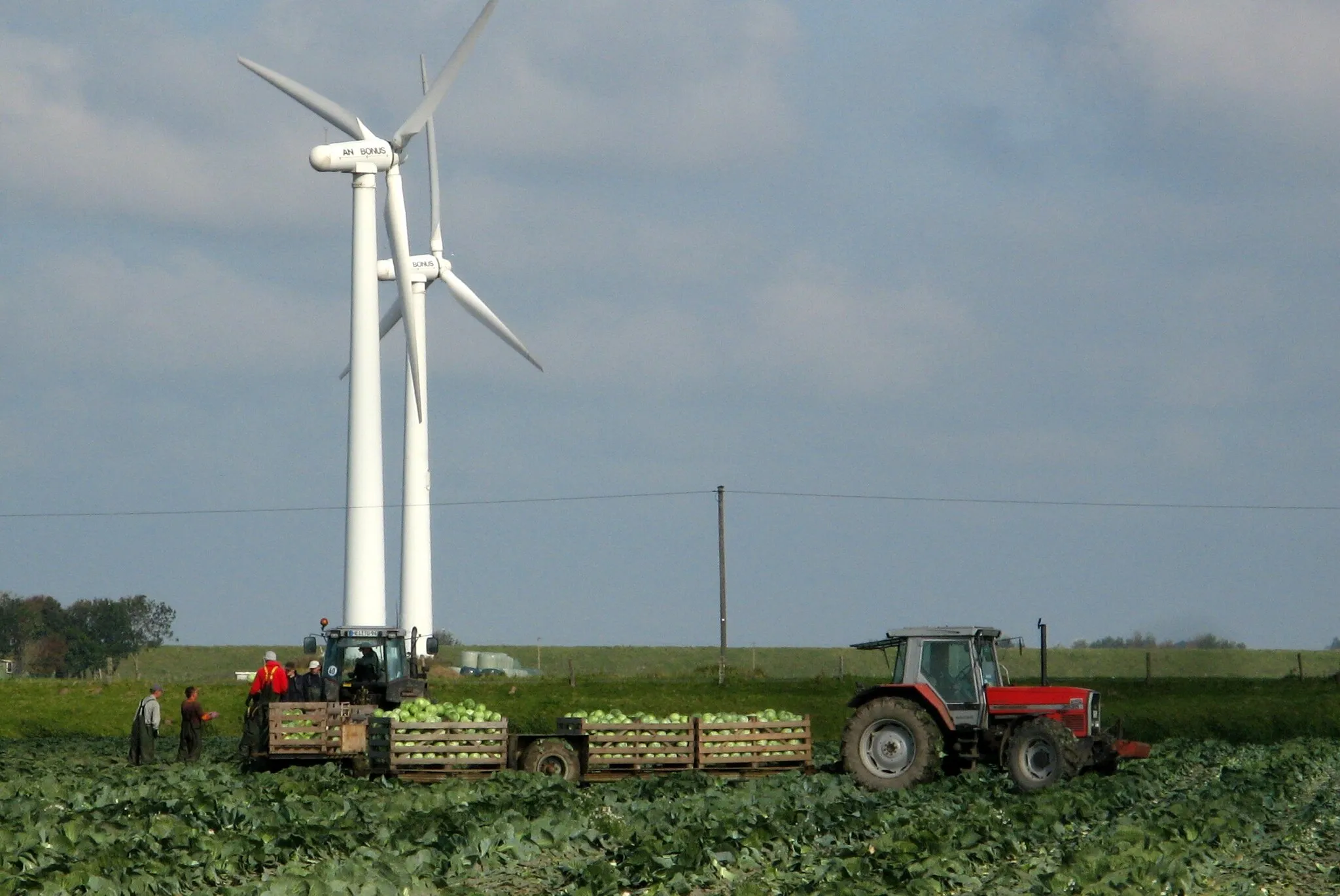 Photo showing: cabbage harvest in Hellschen-Heringsand-Unterschaar, Holstein, Germany