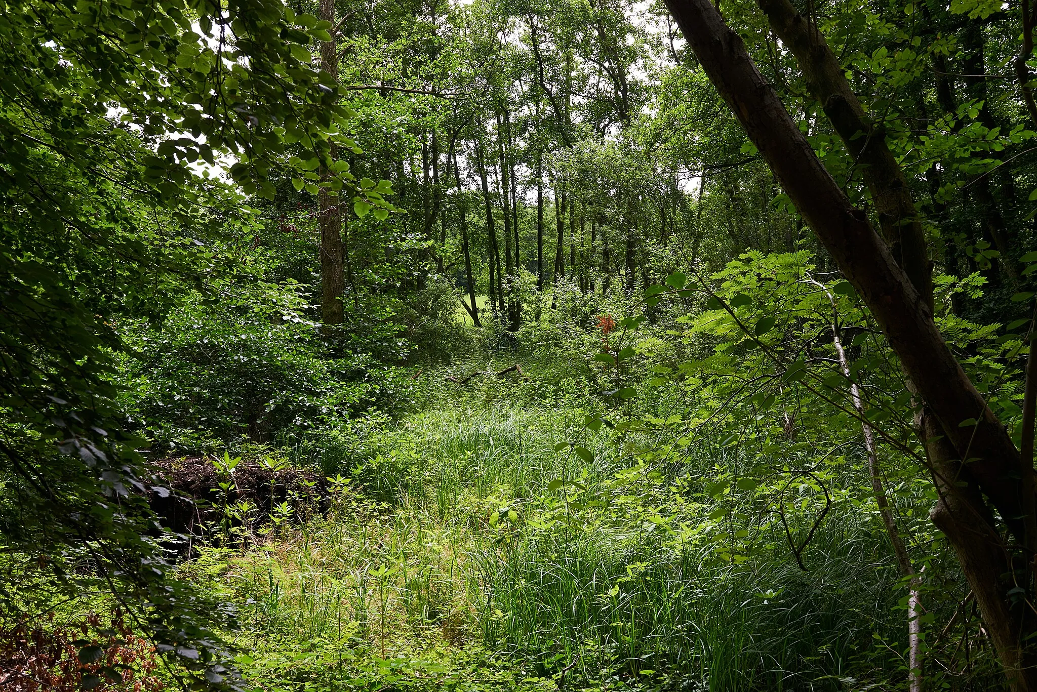 Photo showing: Sommerwald am Rand des Tals der Langballigau, Naturschutzgebiet „Tal der Langballigau“
