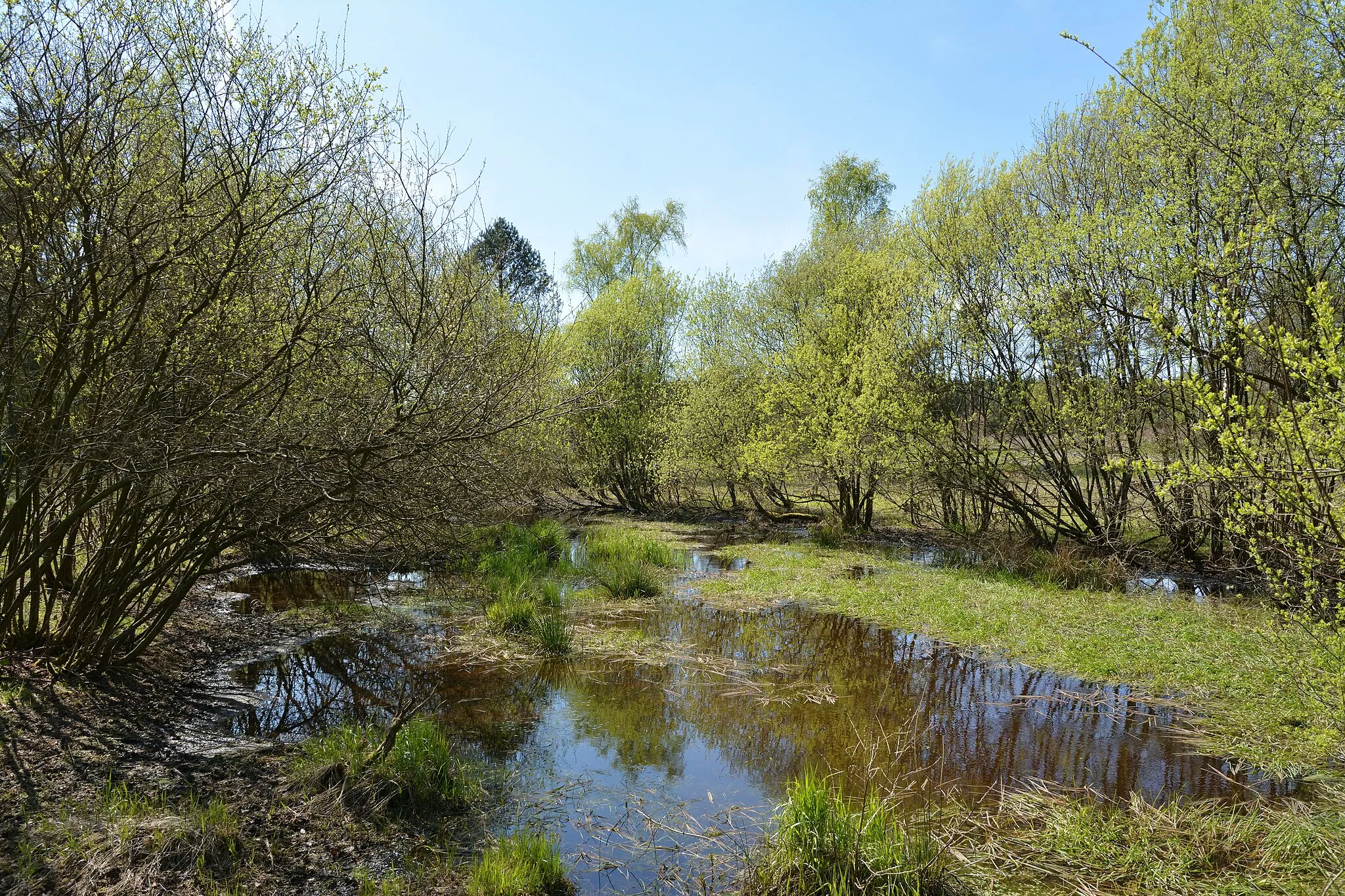 Photo showing: Die "Wittenborner Heide" wurde im Mai 2016 als Naturschutzgebiet ausgewiesen.

Diese Bilder zeigen den Zustand im Mai 2017. Viele Bäume wurden gefällt, vermutlich um der Heide Platz zu machen.