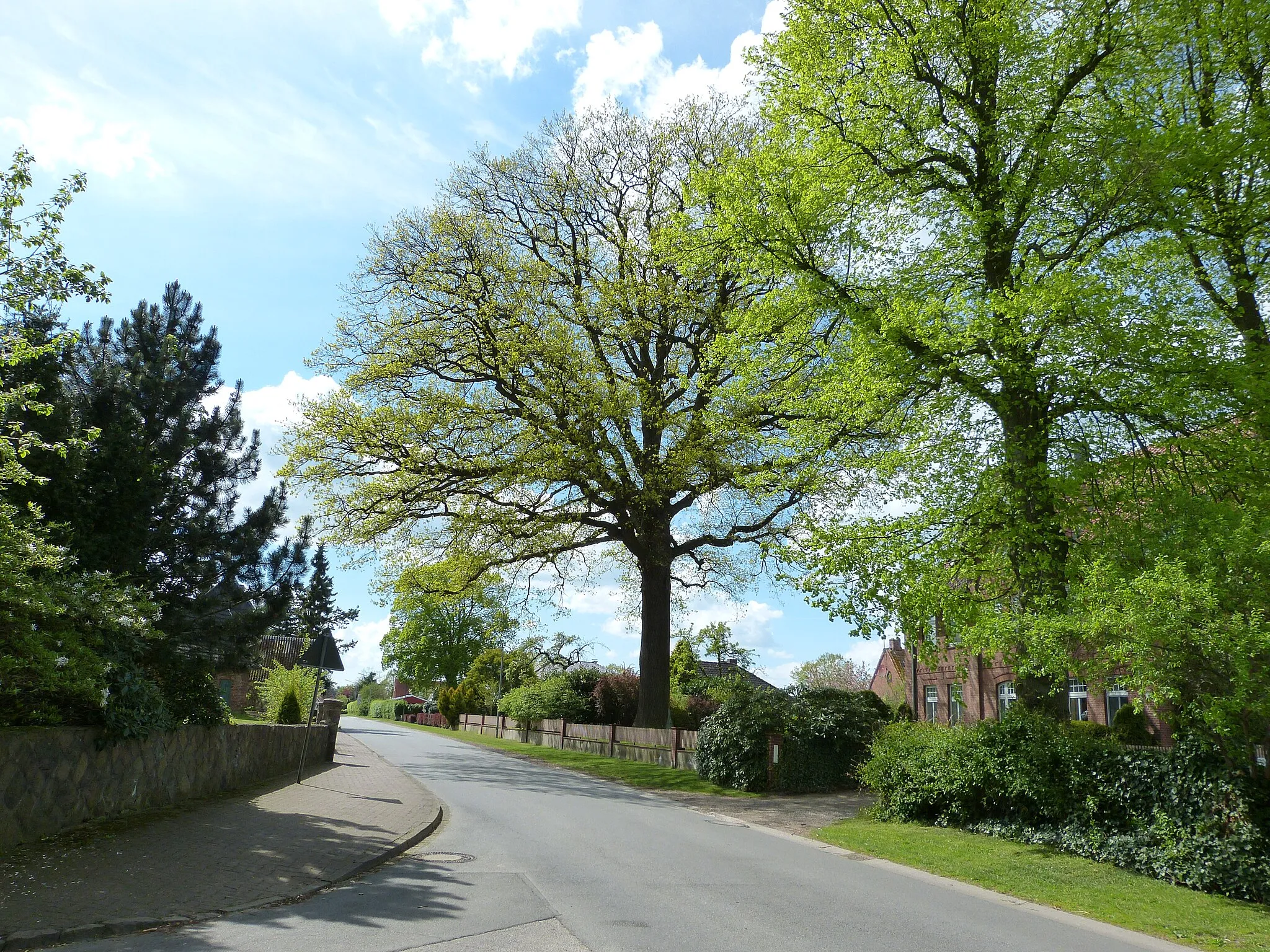 Photo showing: Das Bild zeigt ein Naturdenkmal im Kreis Segeberg. Der Baum, eine Eiche (Quercus robur), steht in Groß Niendorf.