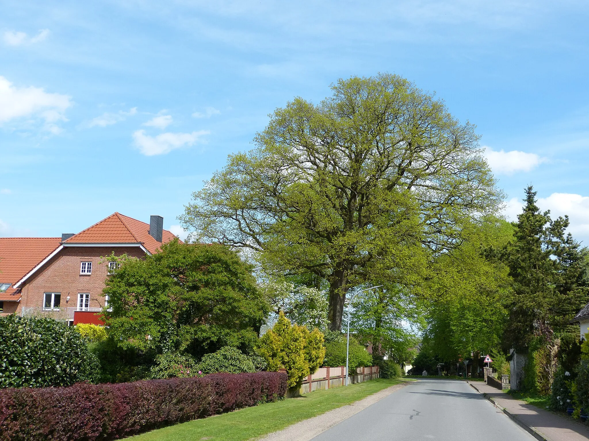 Photo showing: Das Bild zeigt ein Naturdenkmal im Kreis Segeberg. Der Baum, eine Eiche (Quercus robur), steht in Groß Niendorf.