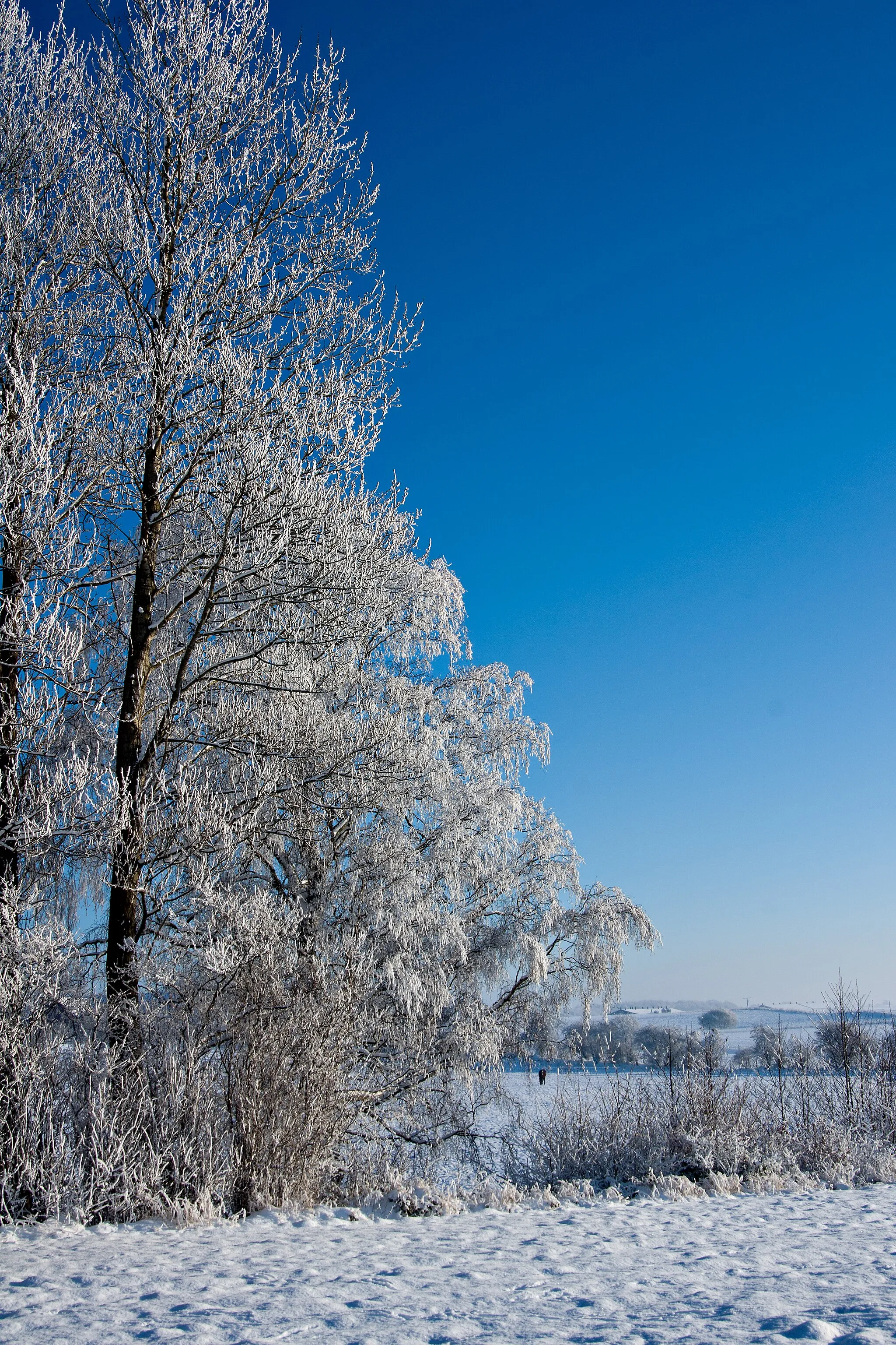 Photo showing: It is rarely seen near my hometown: winter in November. Somehow ... unreal