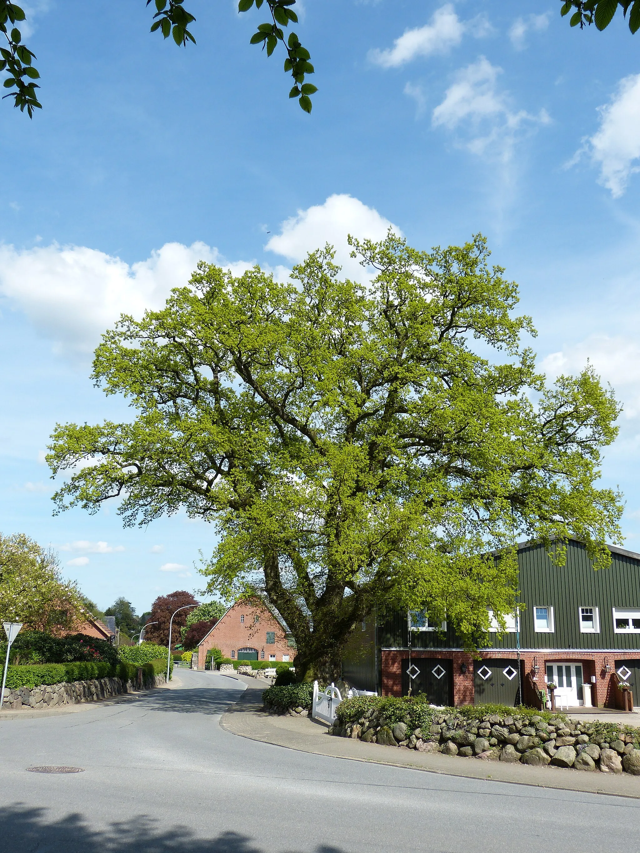 Photo showing: Das Bild zeigt ein Naturdenkmal im Kreis Segeberg. Der Baum, eine Eiche (Quercus robur), steht in Bebensee.