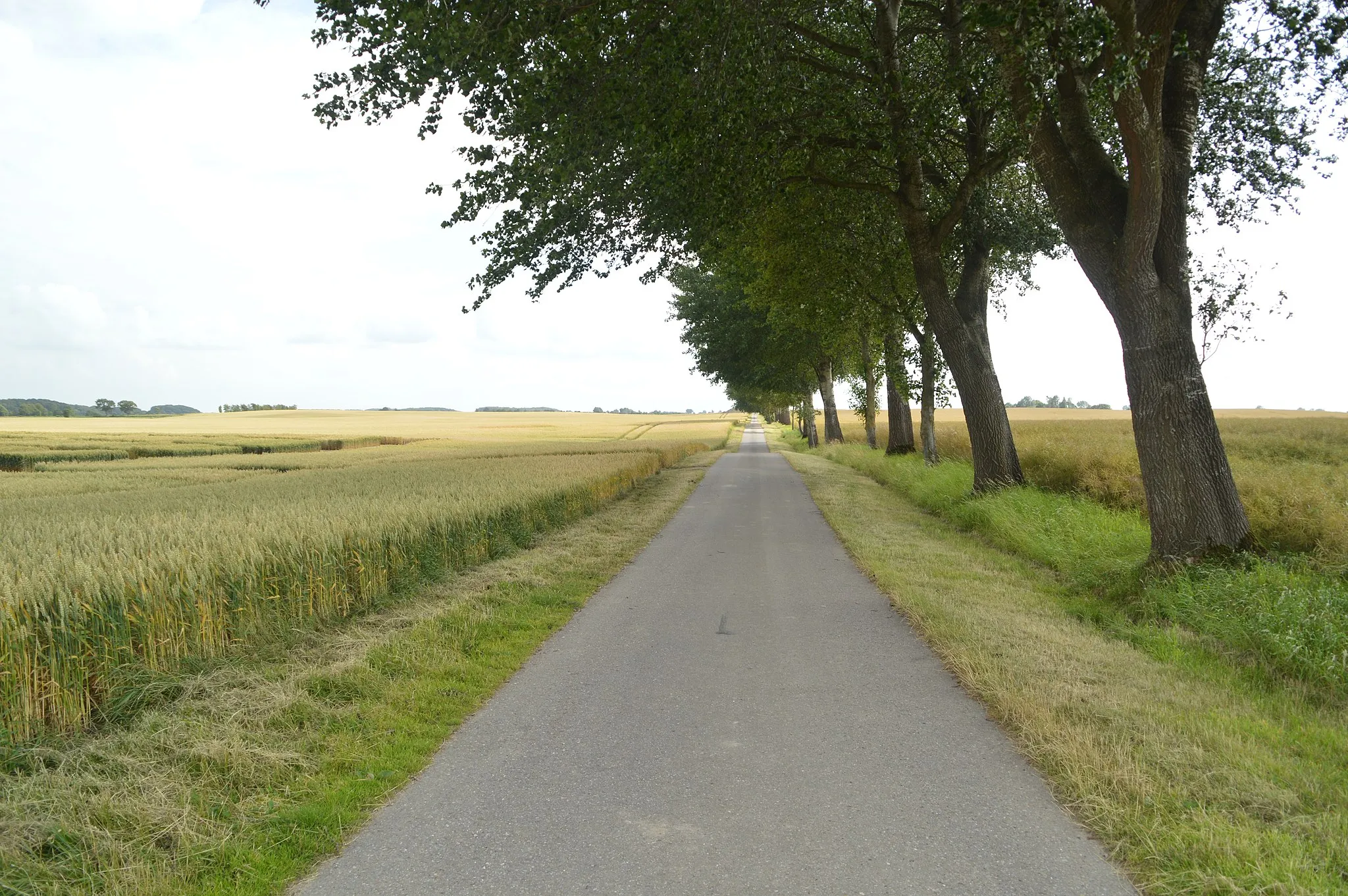 Photo showing: Allee in Loit