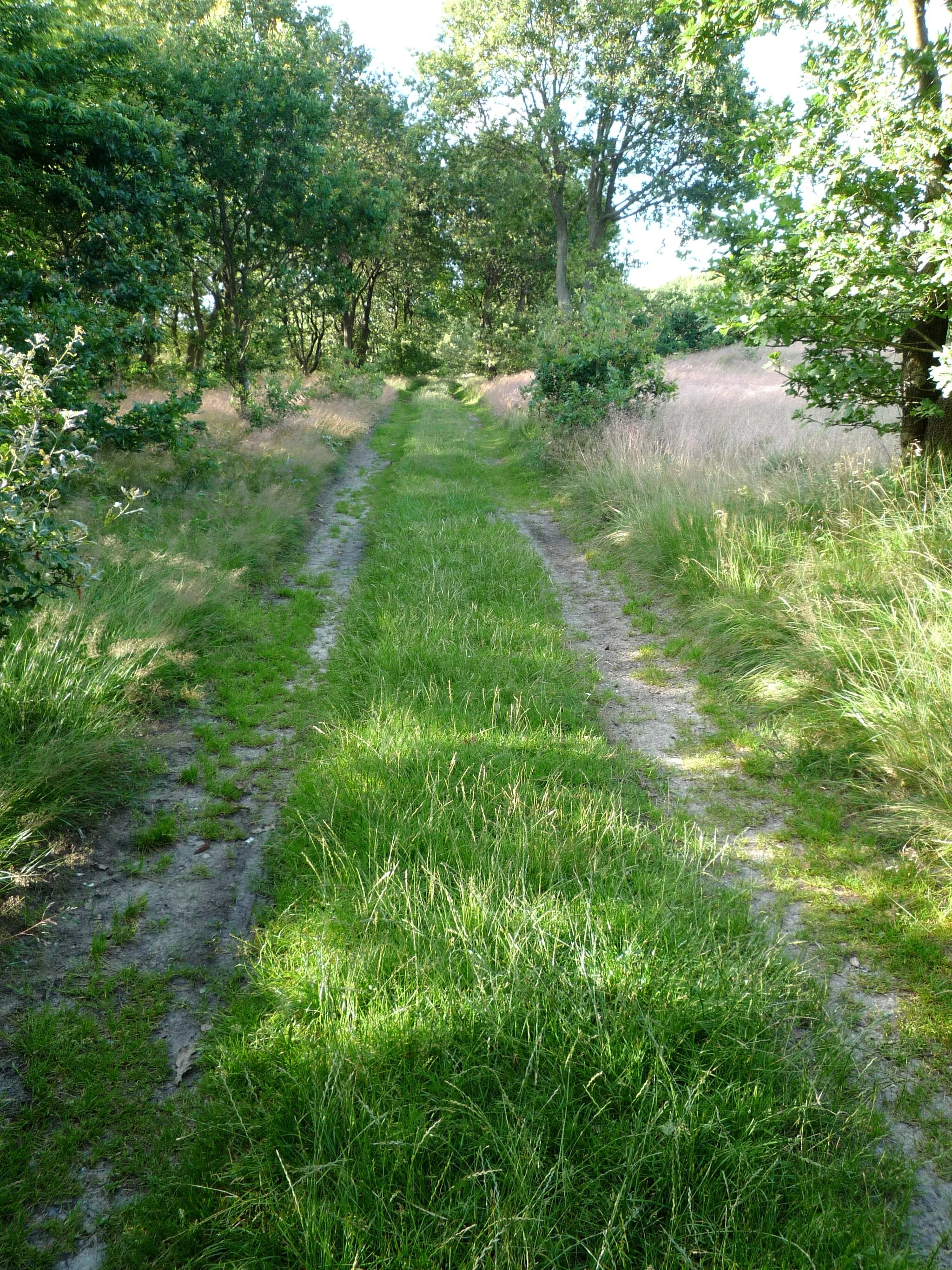 Photo showing: Reste des Ochsenweges; Abzweigung links auf der Straße von Lürschau nach Wilhelmslust