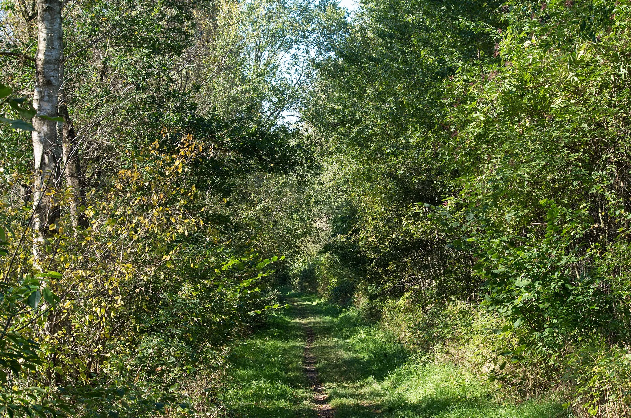 Photo showing: Chemin en bordure de forêt- Dosenmoor