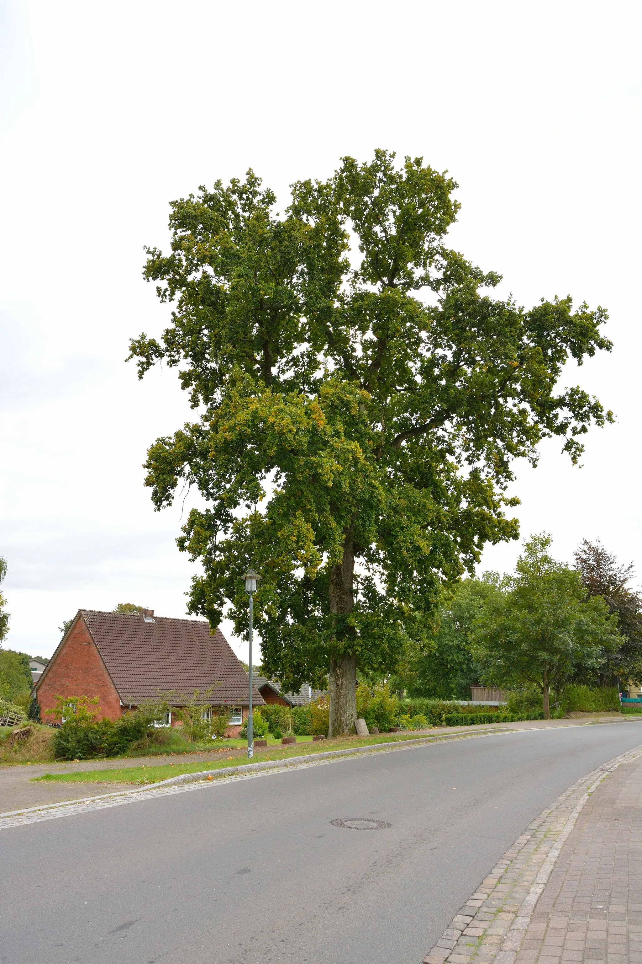 Photo showing: Die Friedenseiche in Besdorf