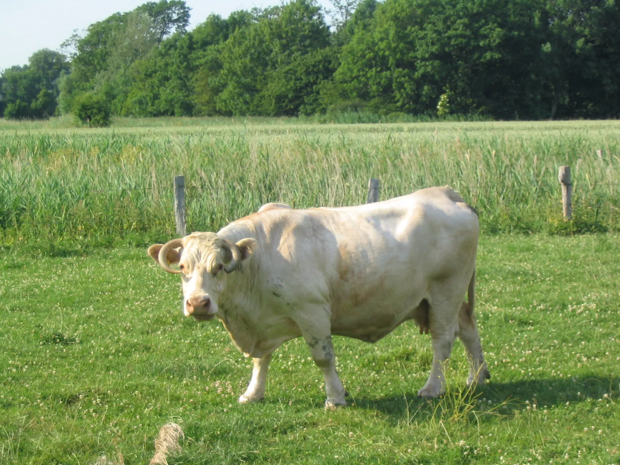 Photo showing: Single charolais cattle in Edemannschwisch, part of Norderwöhrden, Dithmarschen, Germany.