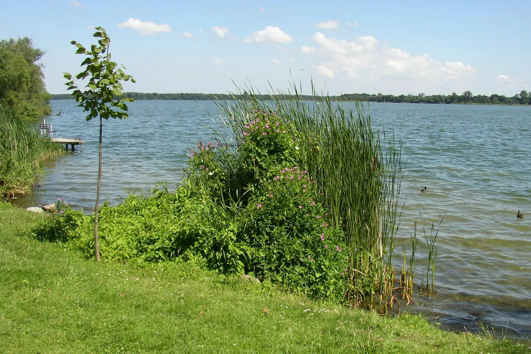 Photo showing: Schaalsee in Zarrentin in Mecklenburg-Western Pomerania, Germany
