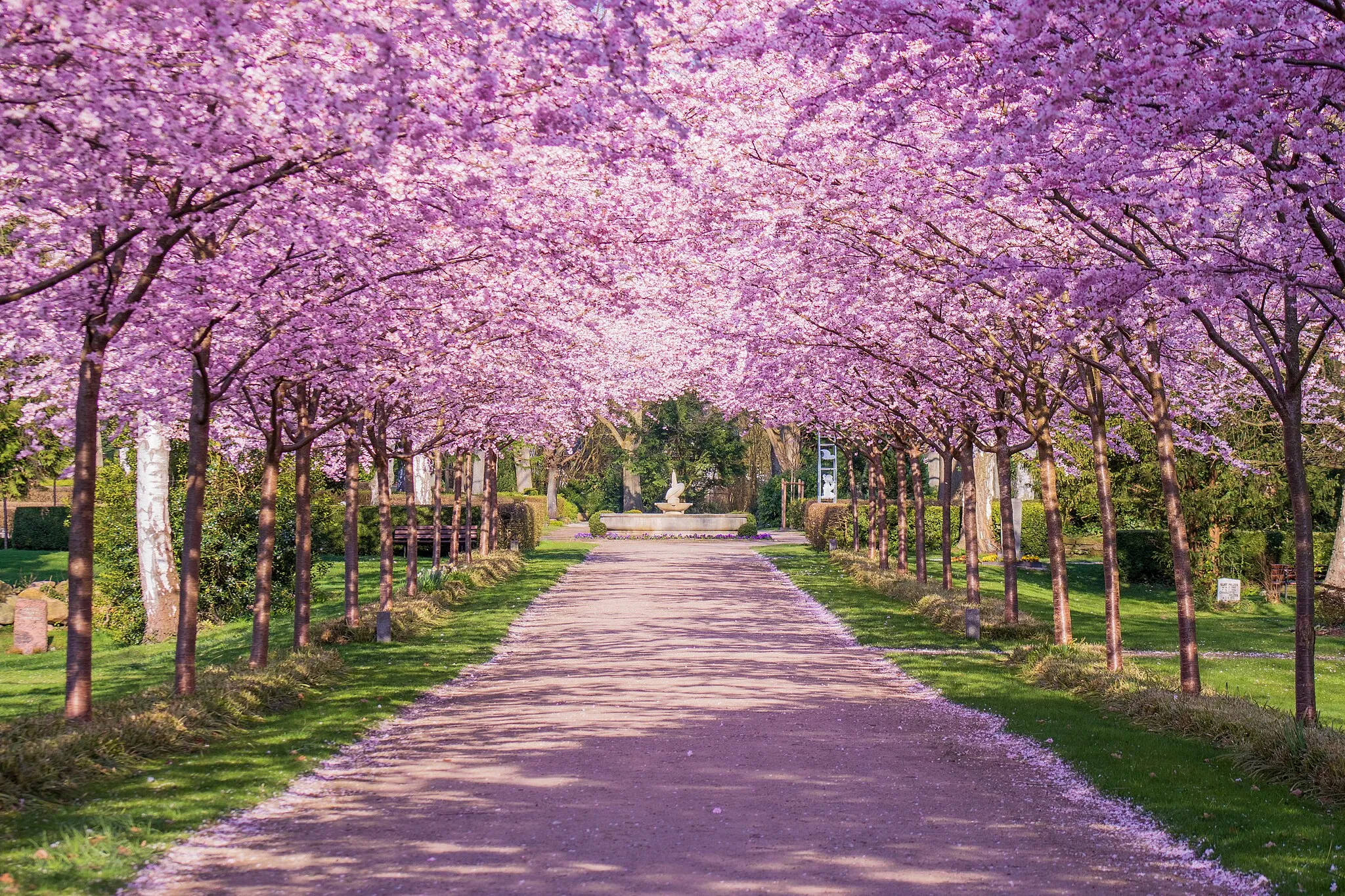 Photo showing: Japanische Kirschblüte auf dem Alten Urnenfriedhof der Landeshauptstadt Kiel, in unmittelbarer Nachbarschaft zum Parkfriedhof Eichhof des Kirchenkreises Altholstein.