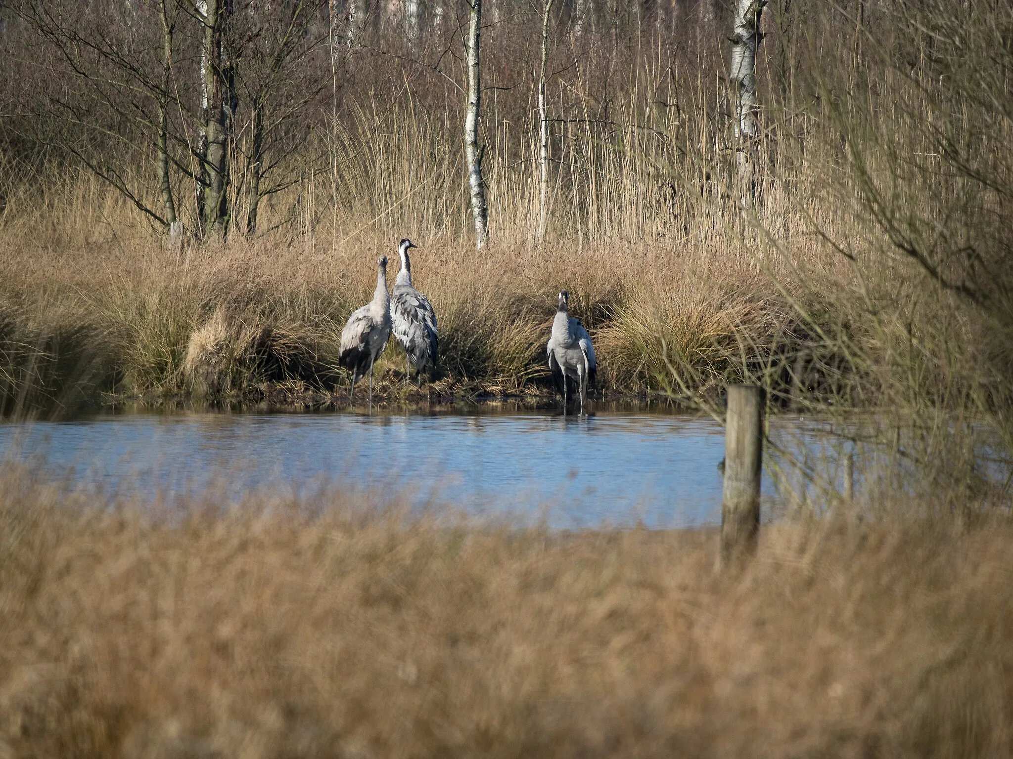 Photo showing: Three cranes (Grus grus) grooming their featherings. From this position, they can be observed much better.