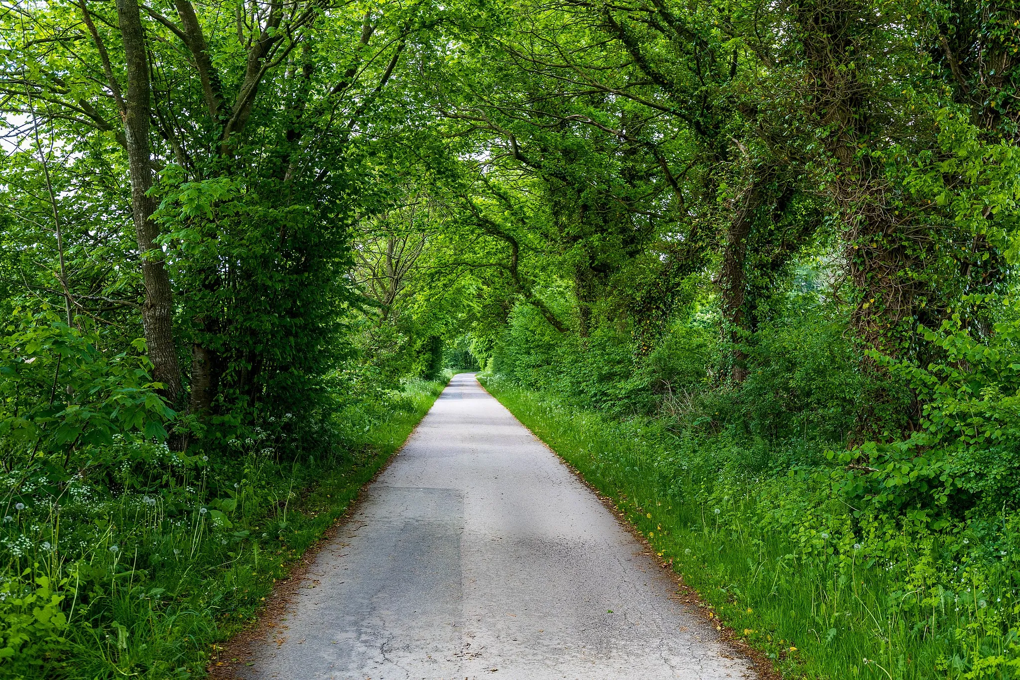 Photo showing: Allee bei Twedt im Naturpark Schlei