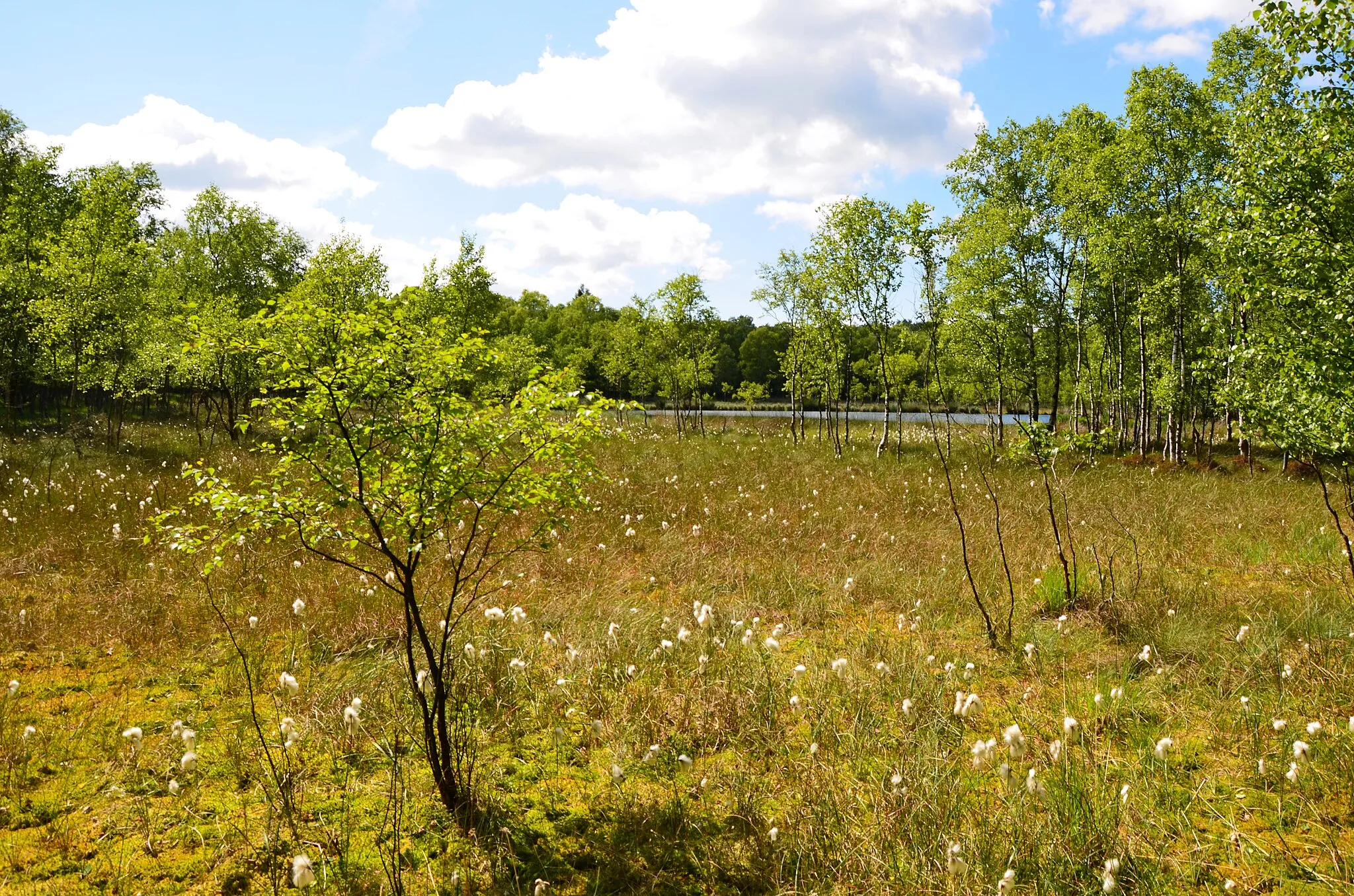 Photo showing: Kaltenhofer Moor - Cotton gras in the bog