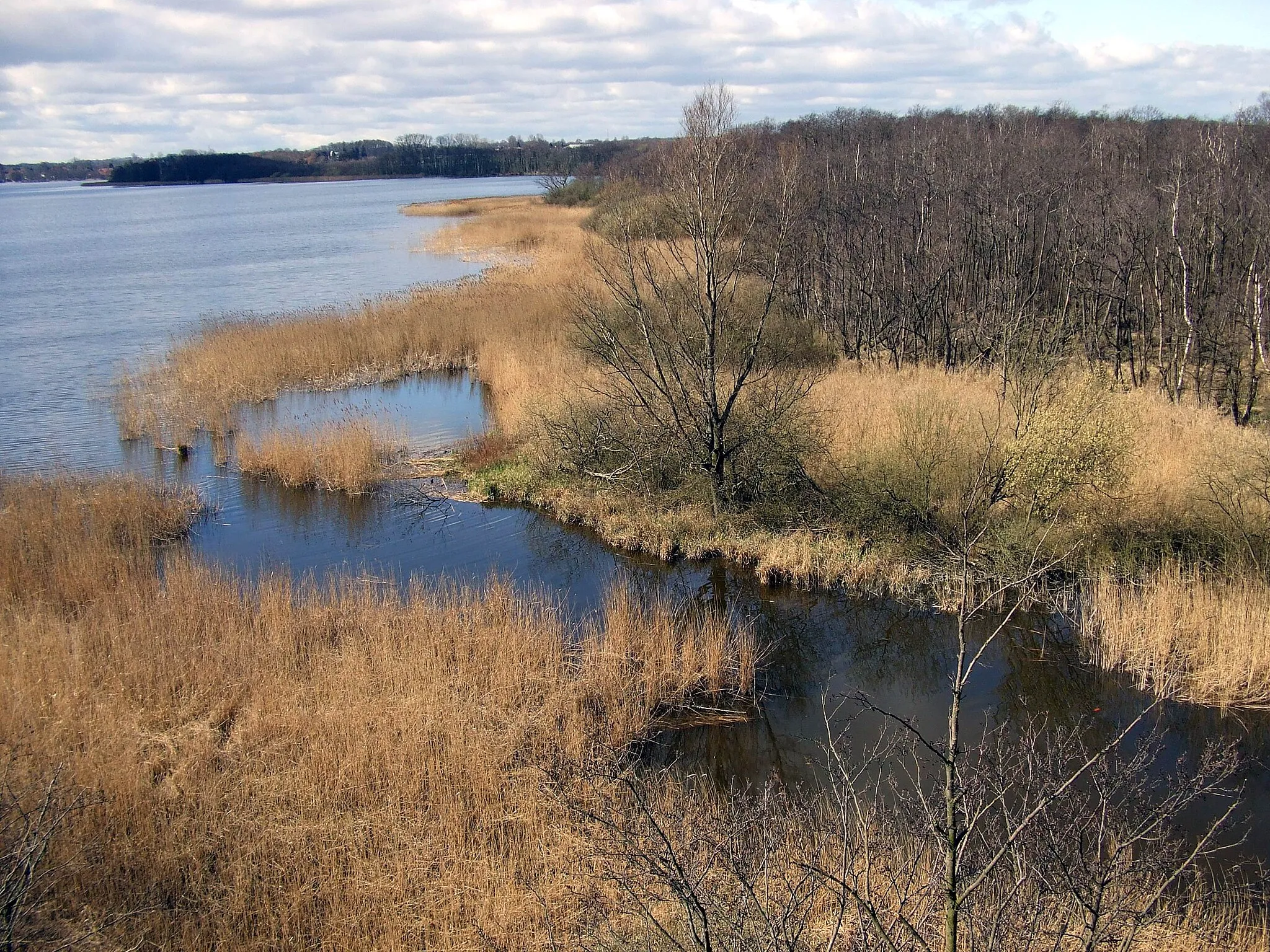 Photo showing: Nordufer des Hemmelsdorfer Sees mit Aalbek (Abfluss zur nahen Ostsee), Bereich im Naturschutzgebiet „Aalbeek-Niederung“.