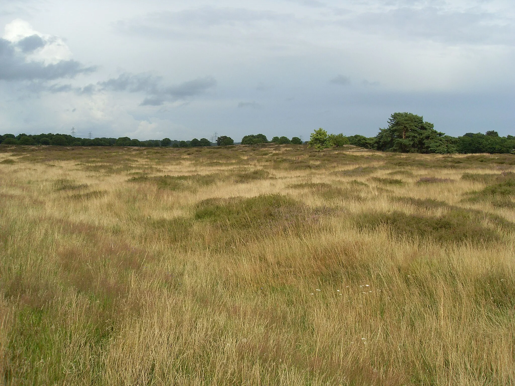 Photo showing: The nature reserve Sorgwohld