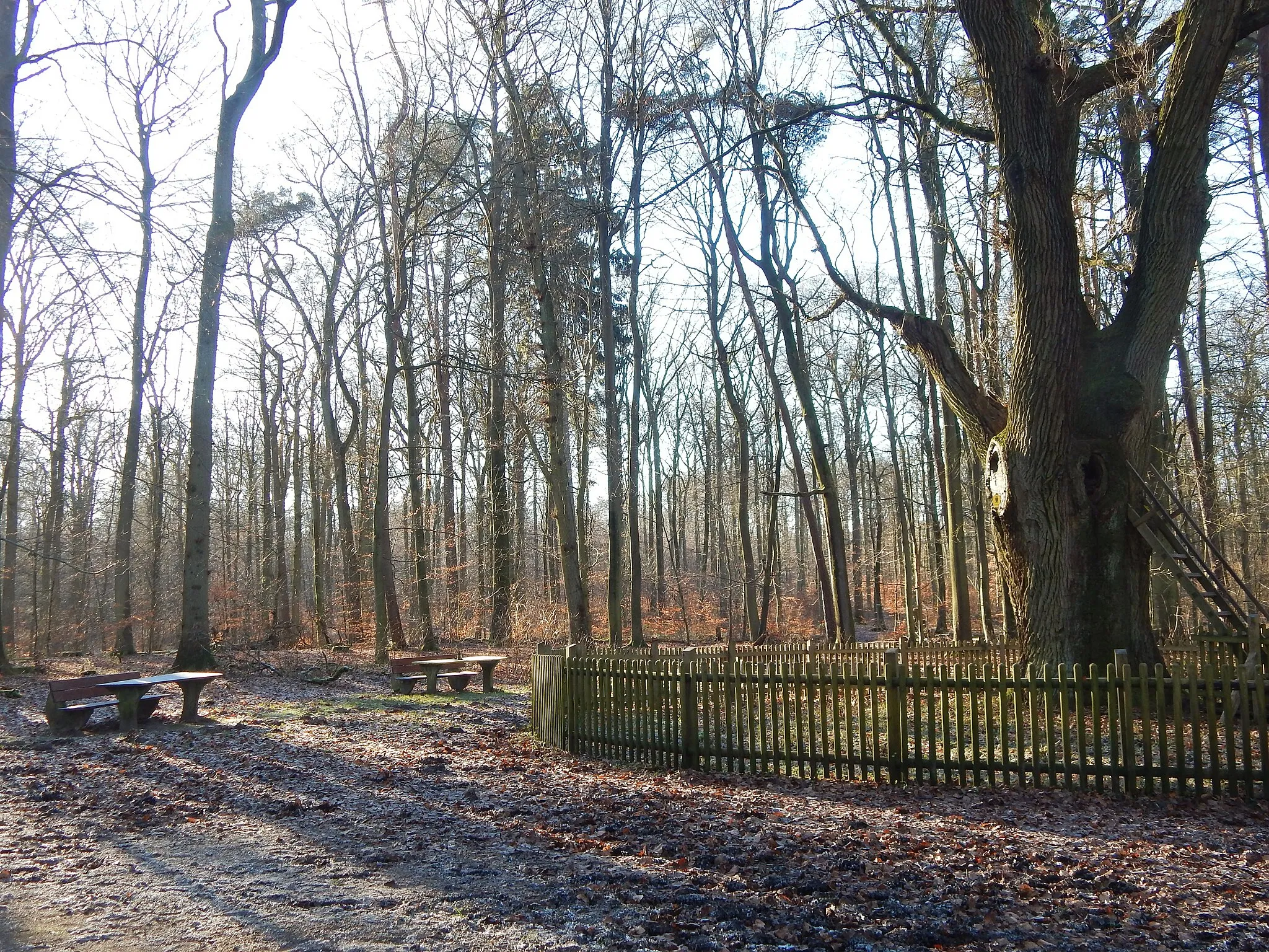 Photo showing: Bräutigamseiche in winter