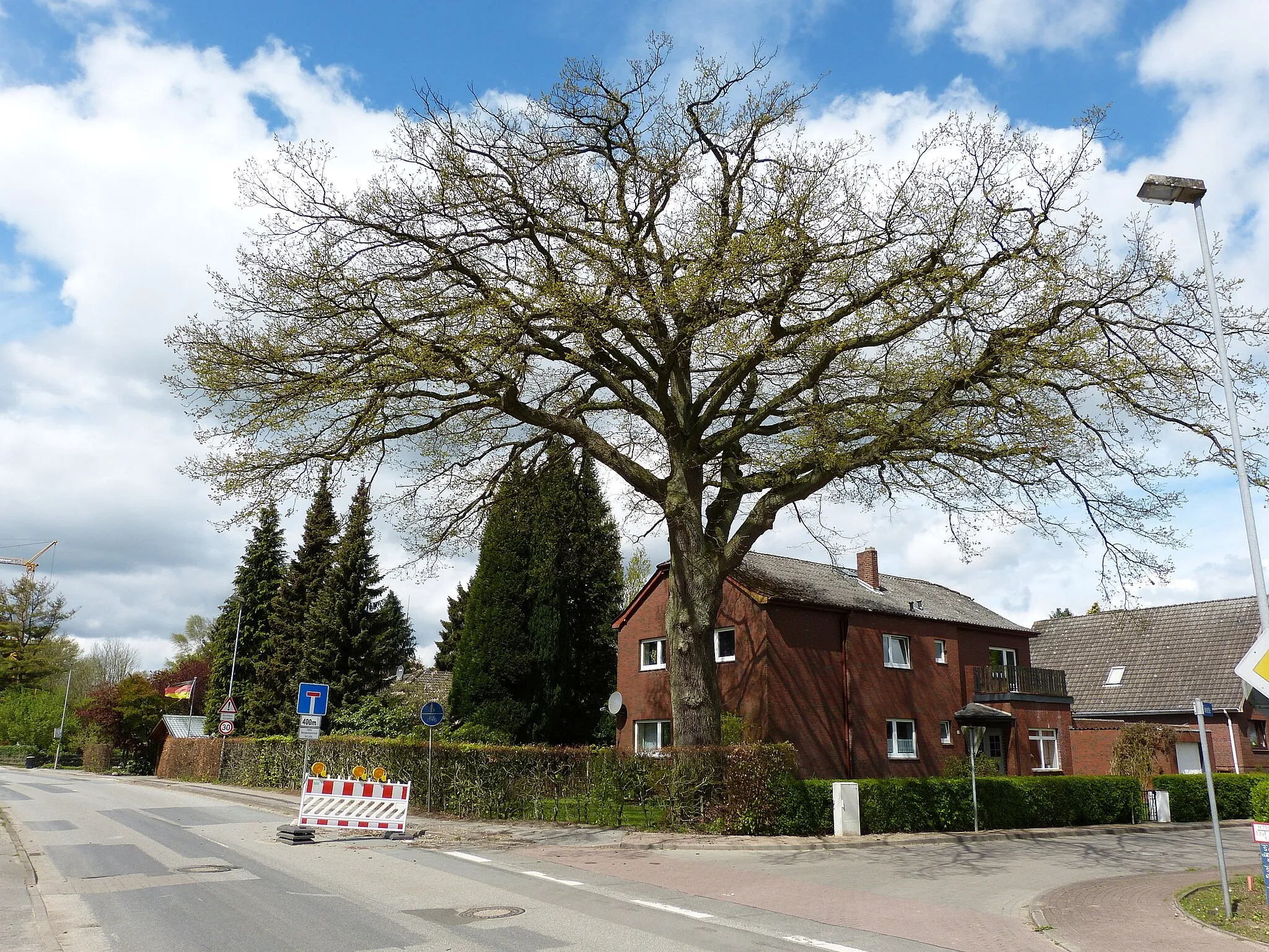 Photo showing: Das Bild zeigt ein Naturdenkmal im Kreis Segeberg. Der Baum, eine Eiche (Quercus robur), steht in Nahe.