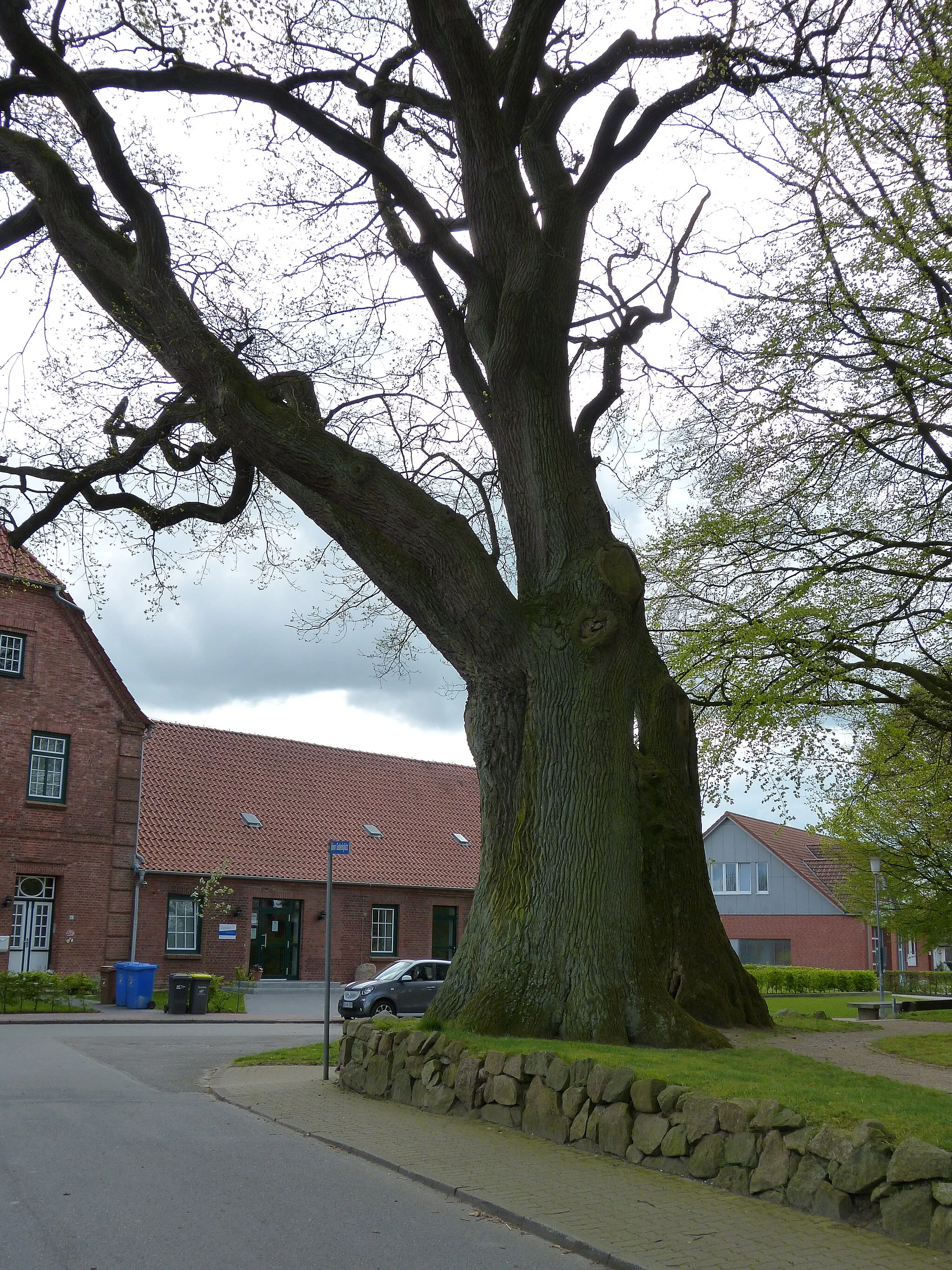Photo showing: Das Bild zeigt ein Naturdenkmal im Kreis Segeberg. Die Bäume, zwei Eichen (Quercus robur), stehen in Nahe.