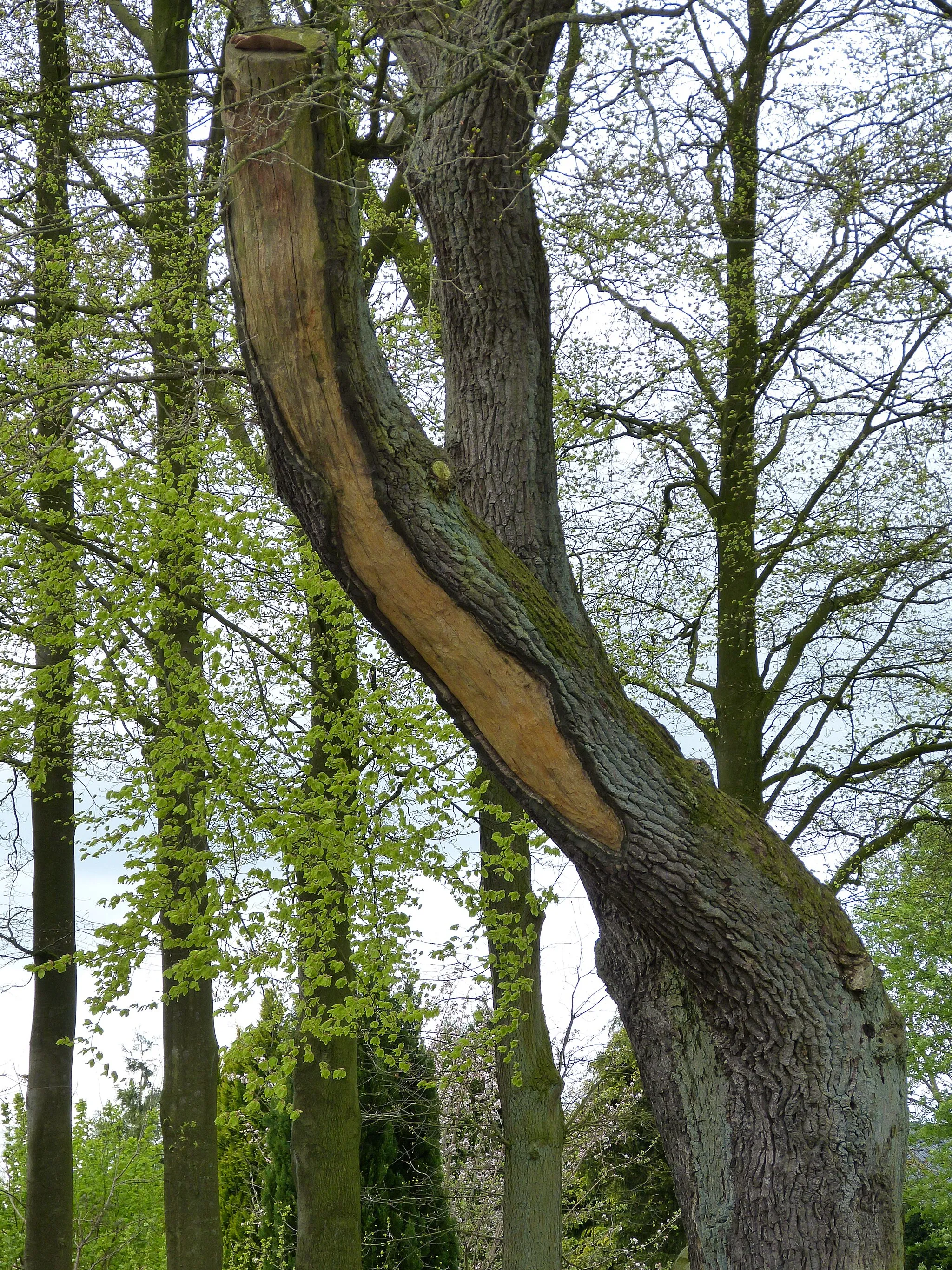 Photo showing: Das Bild zeigt ein Naturdenkmal im Kreis Segeberg. Die Bäume, zwei Eichen (Quercus robur), stehen in Nahe.