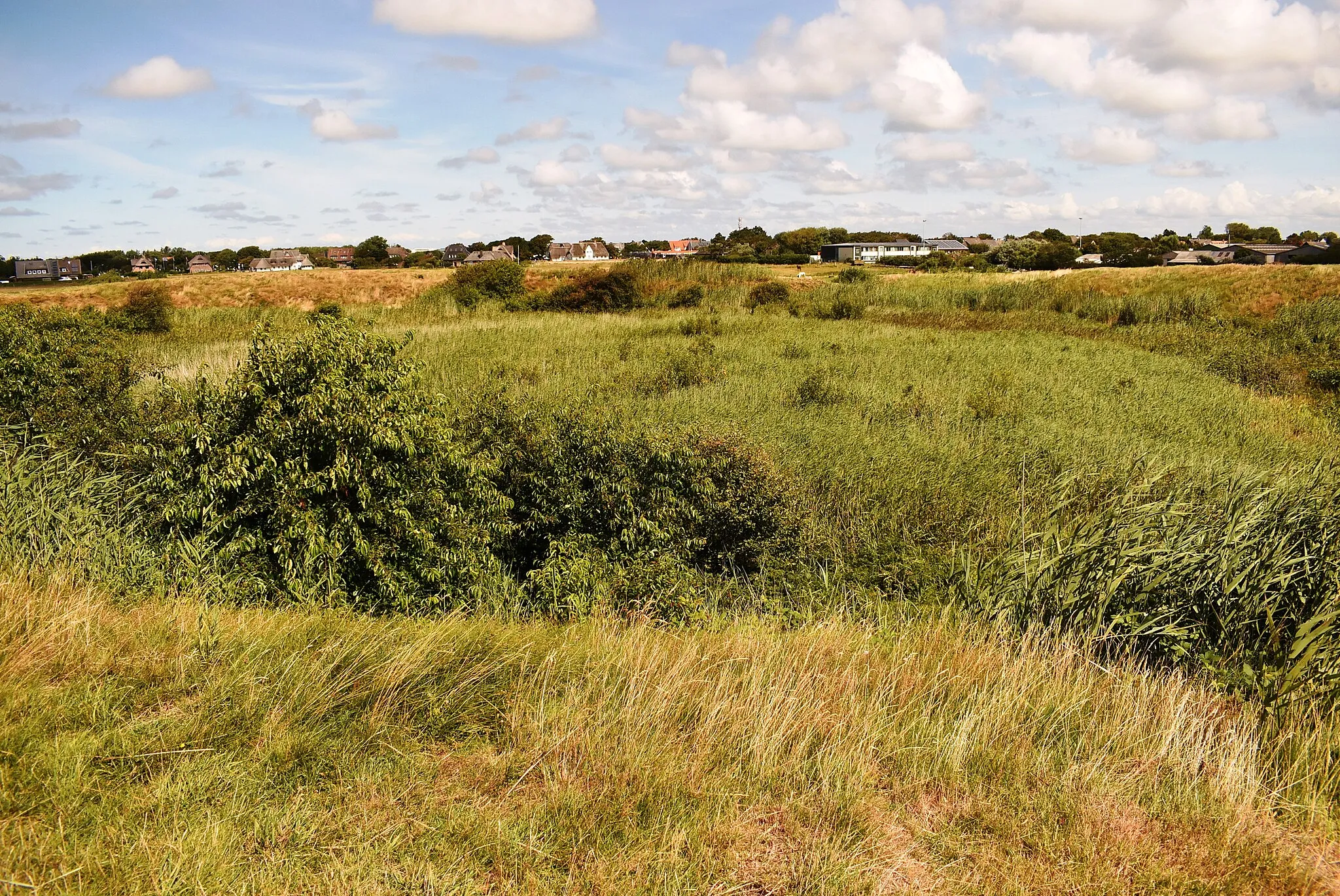 Photo showing: Reed inside the walls of Tinnumcastle, Sylt (Germany)