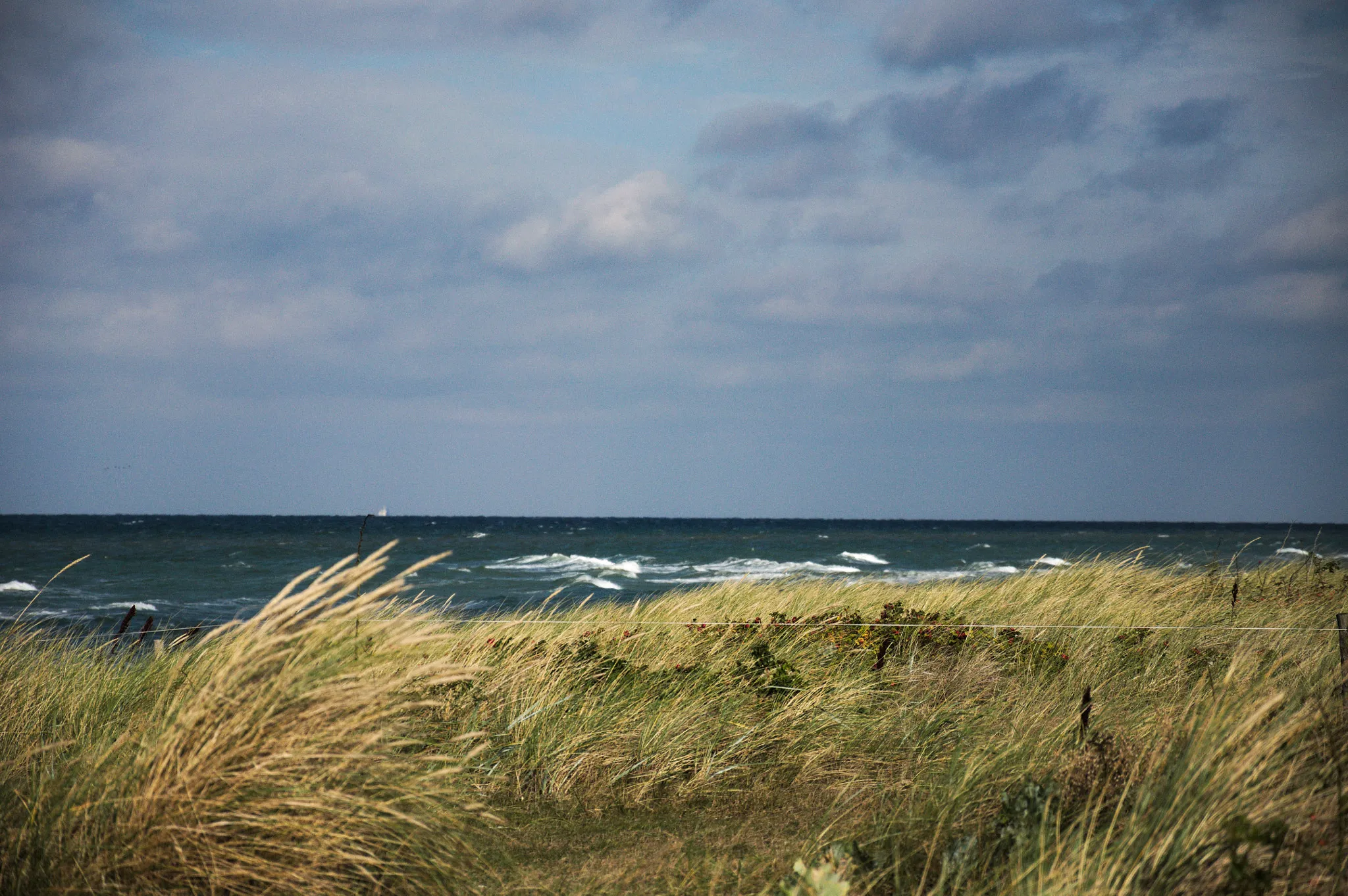 Photo showing: 500px provided description: Windy [#beach ,#wind ,#grass ,#Ocean]