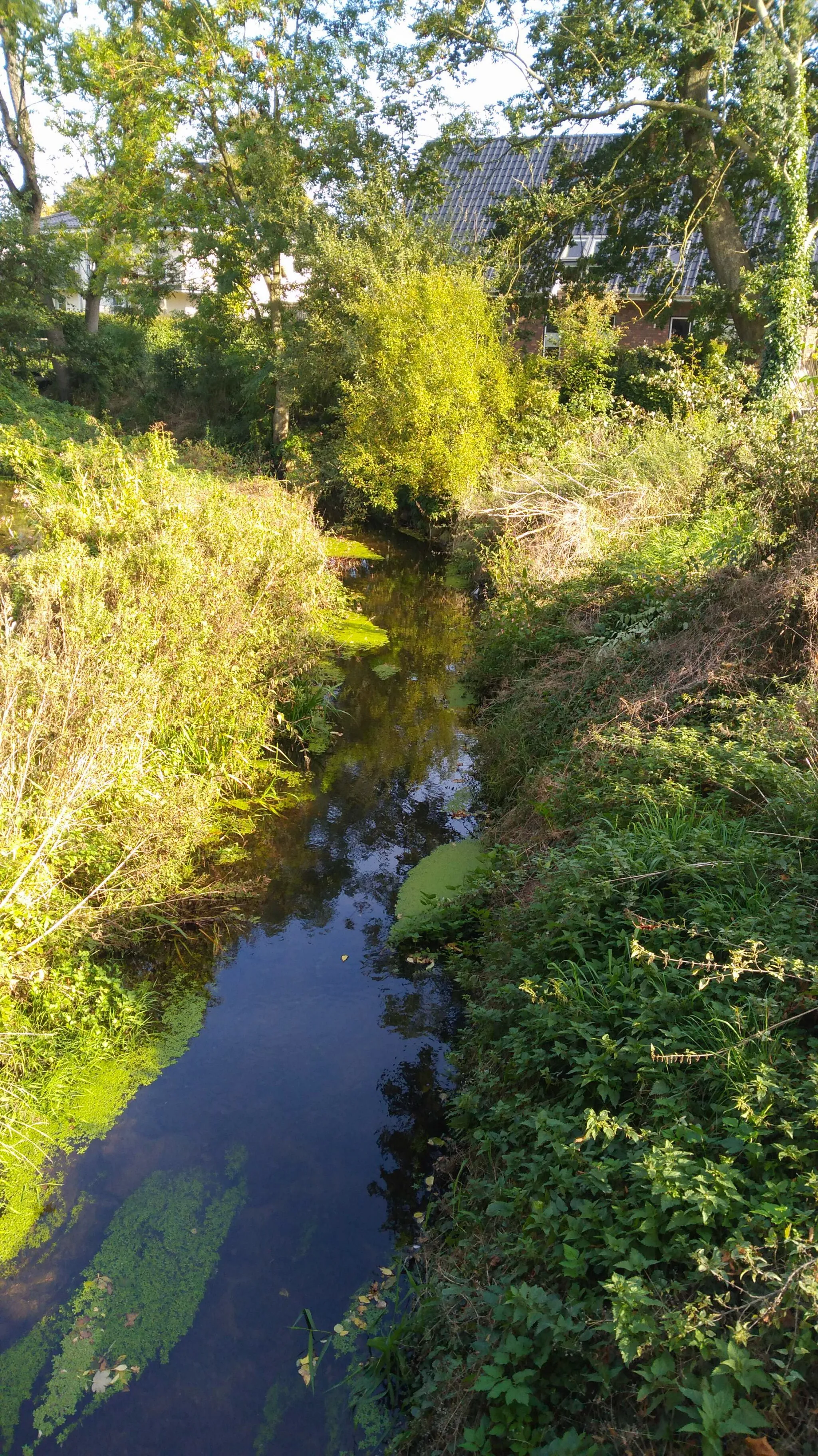 Photo showing: FFH-Gebiet Treene Winderatter See bis Friedrichstadt und Bollingstedter Au