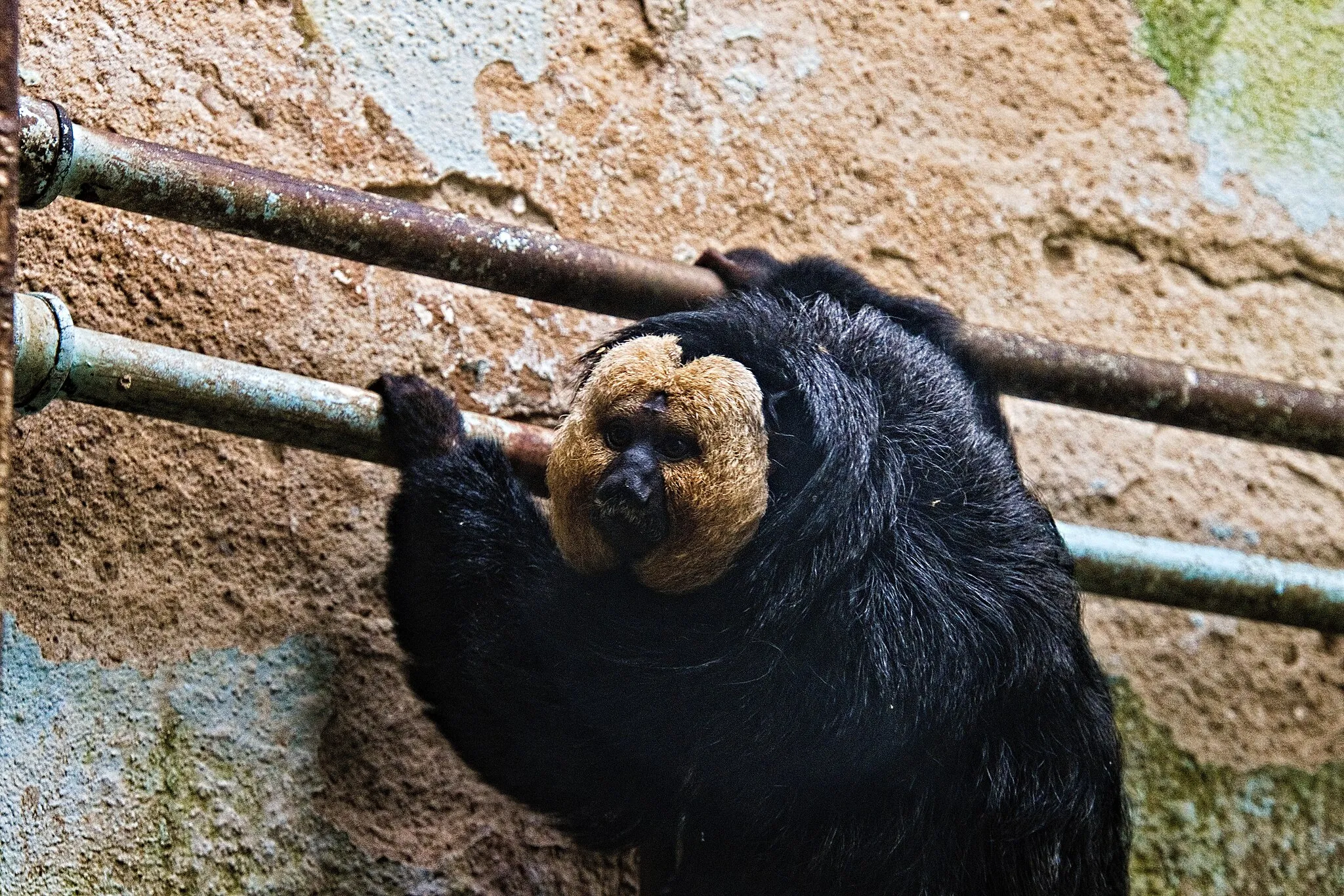 Photo showing: Blasskopfsaki (Pithecia pithecia) im Tierpark Gettorf.