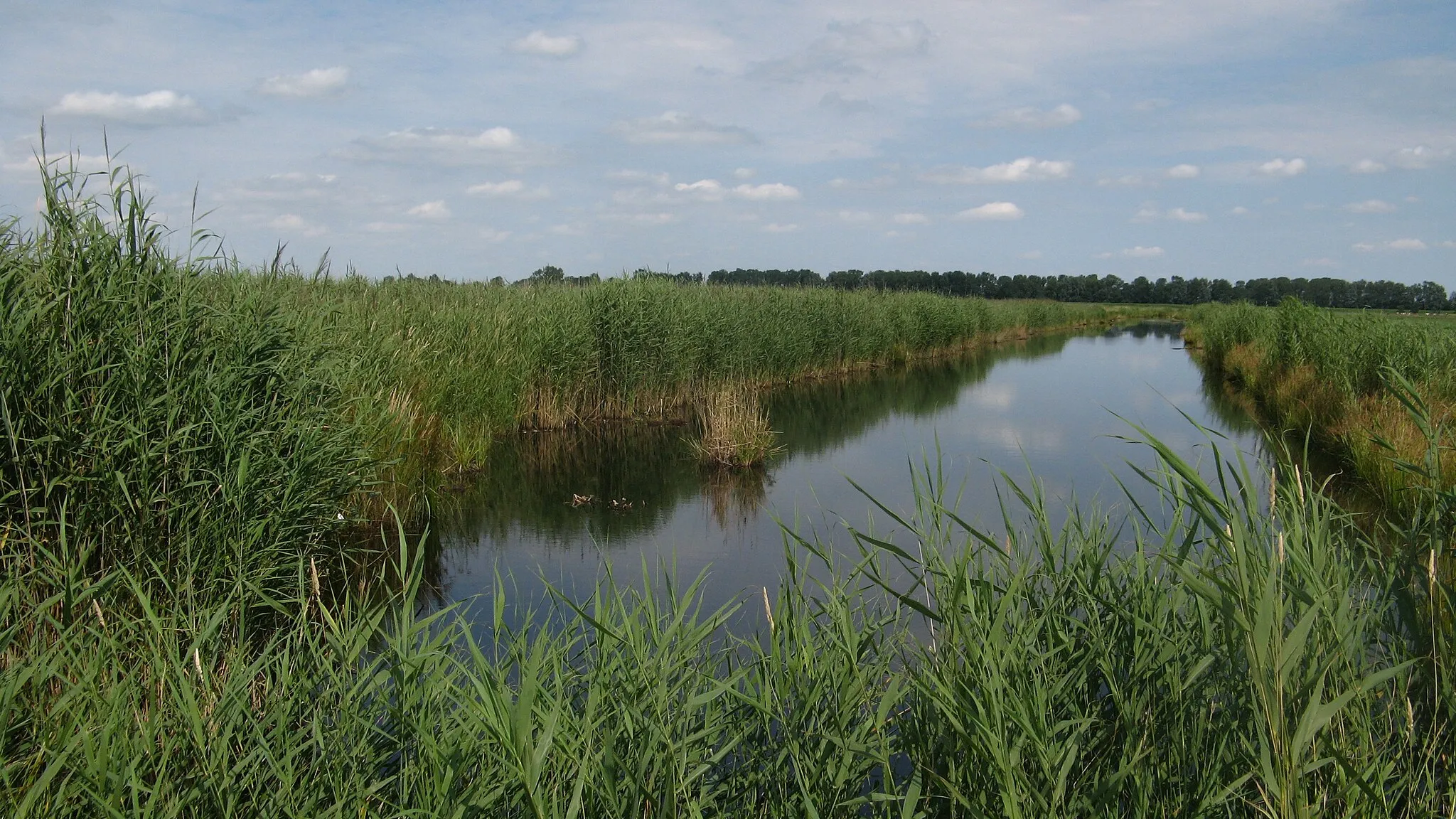 Photo showing: Naturschutzgebiet Delver Koog in Delve