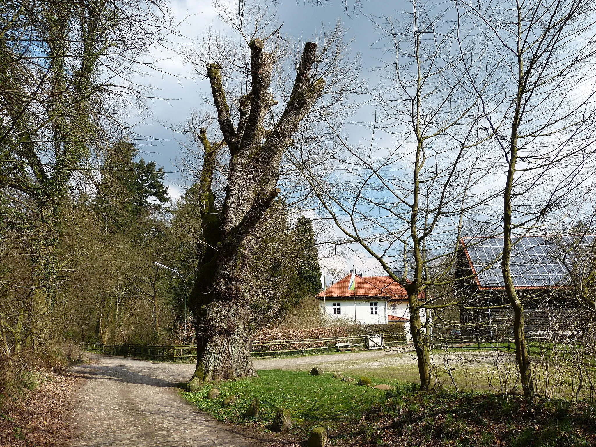 Photo showing: Das Bild zeigt ein Naturdenkmal im Kreis Segeberg. Der Baum, eine Eiche (Quercus robur), steht im Forstgutsbezirk Buchholz.