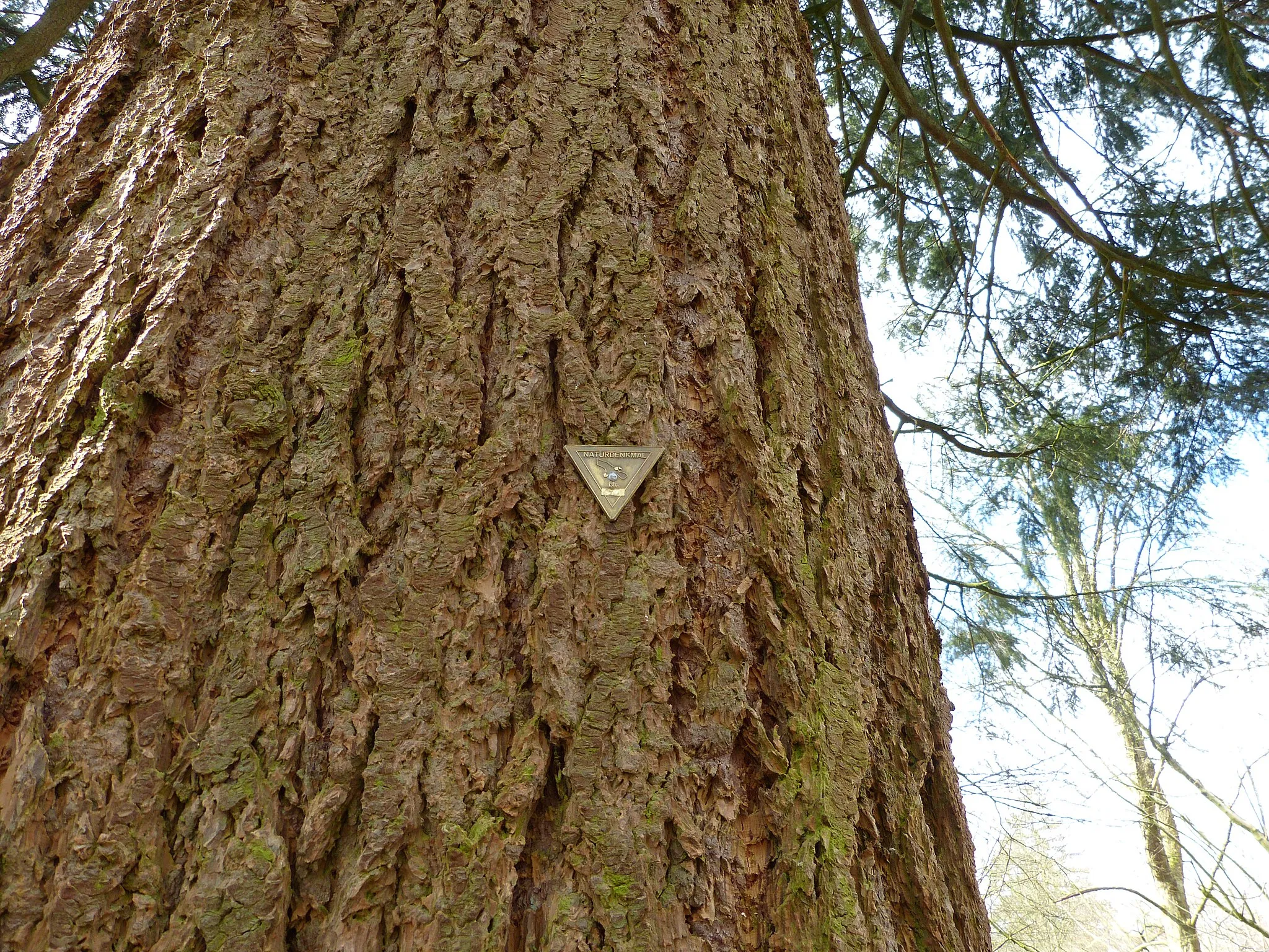 Photo showing: Das Bild zeigt ein Naturdenkmal im Kreis Segeberg mit Naturdenkmal-Plakette. Der Baum, eine Douglasie (Pseudotsuga menziesii), steht im Forstgutsbezirk Buchholz.