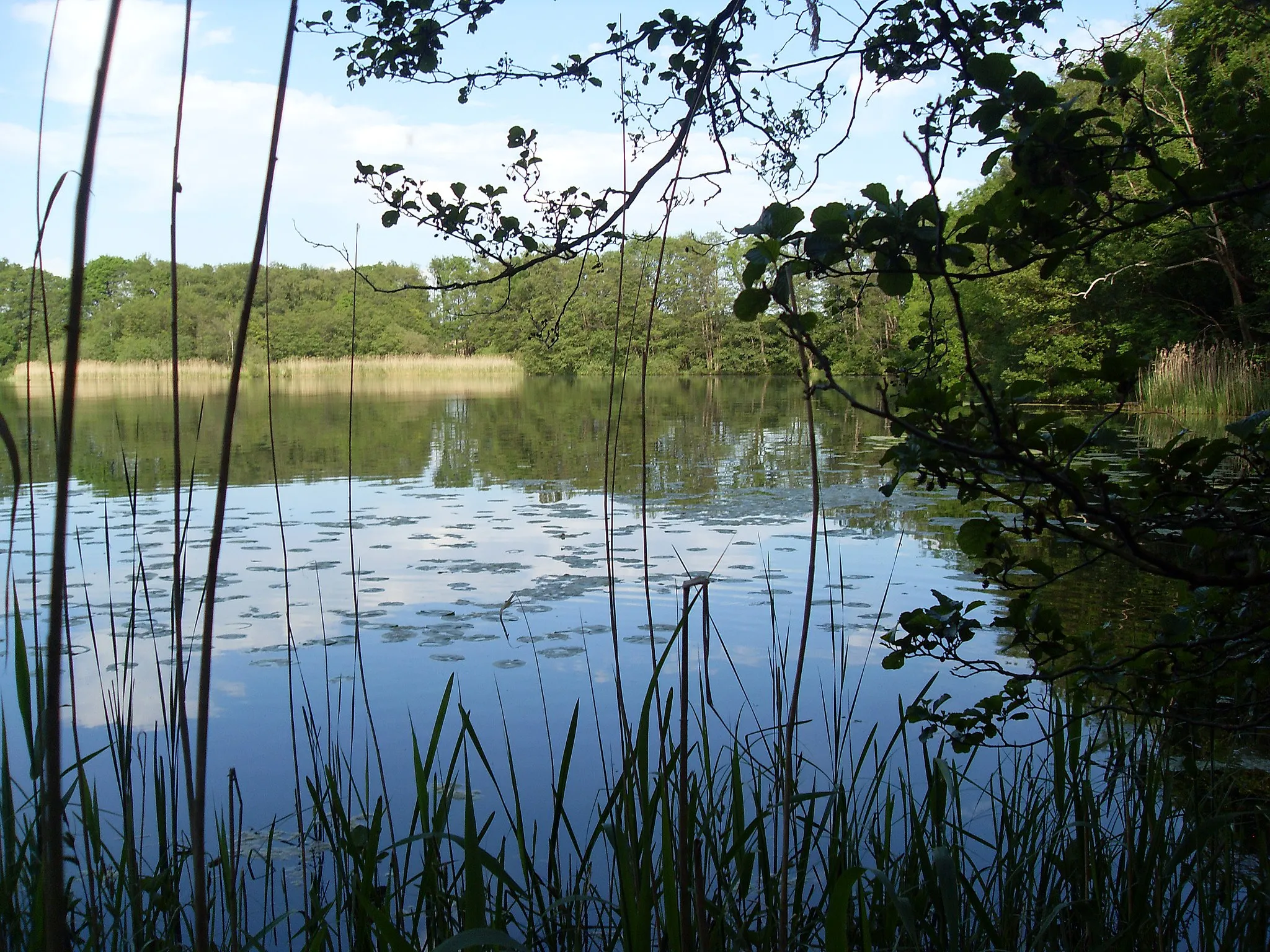 Photo showing: Suhrer See close to Plön in the nature reserve "Suhrer See und Umgebung" view from south west
