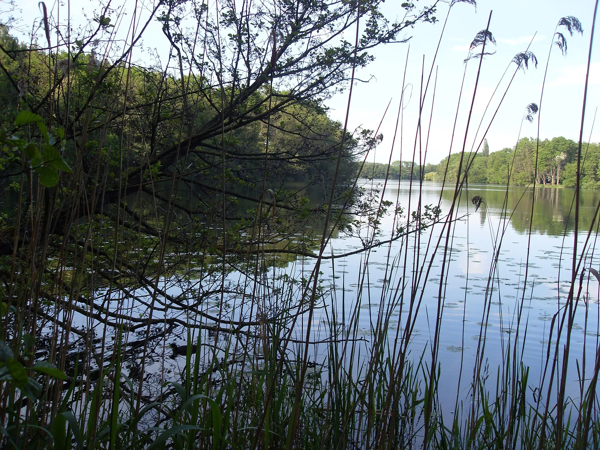 Photo showing: Suhrer See close to Plön in the nature reserve "Suhrer See und Umgebung" in Schleswig-Holstein view from south