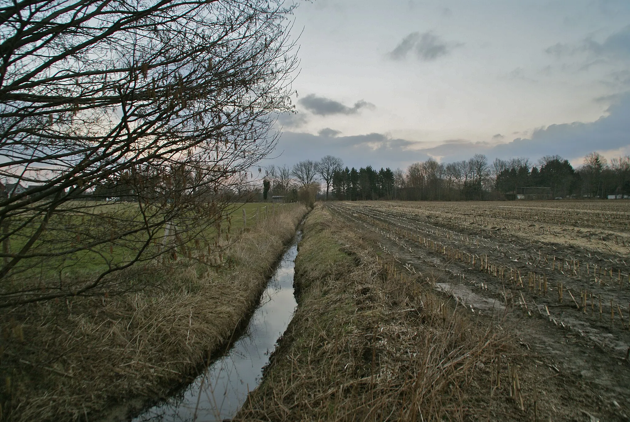 Photo showing: Tangstedt (Wiemerskamp), Germany: The river Wiemersbek in the marshlands of the Duvenstedter Brook