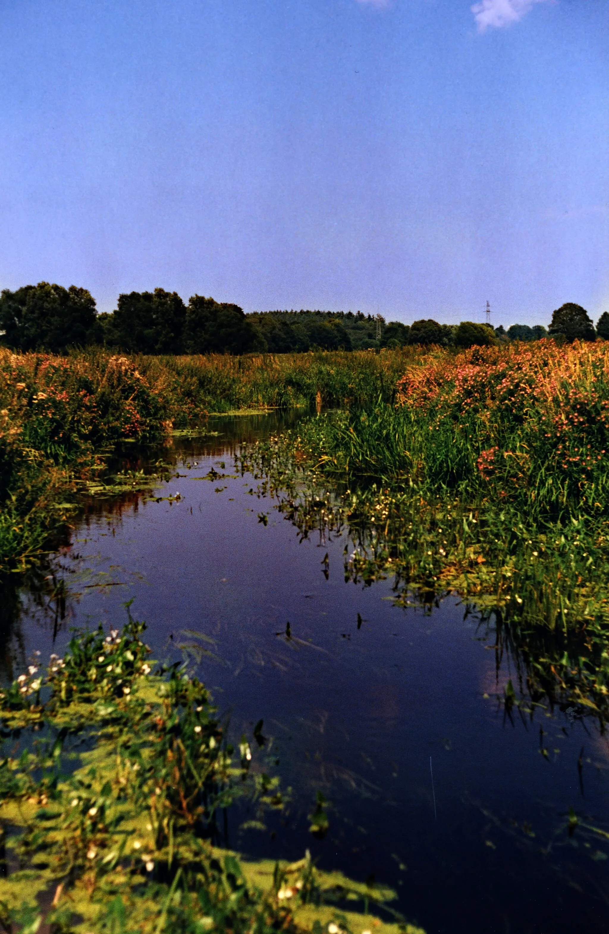 Photo showing: Eider bei Hohenhude im Naturpark Westensee, Schleswig-Holstein
