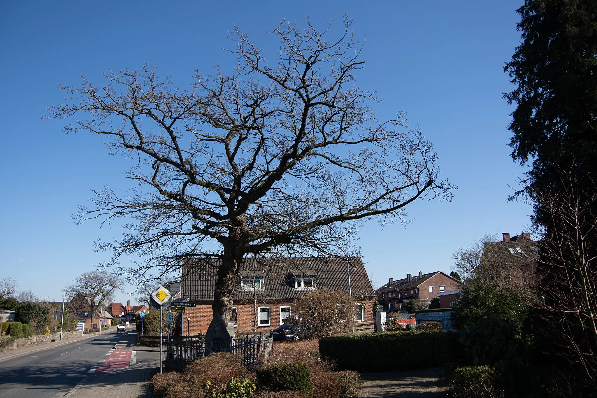 Photo showing: Osterrönfeld in Schleswig-Holstein. Die Doppeleiche steht an der Dorfstraße im Ortskern. Die Doppeleiche steht unter Denkmalschutz. Die Doppeleiche soll symbolisieren, dass Schleswig und Holstein untrennbar sind.