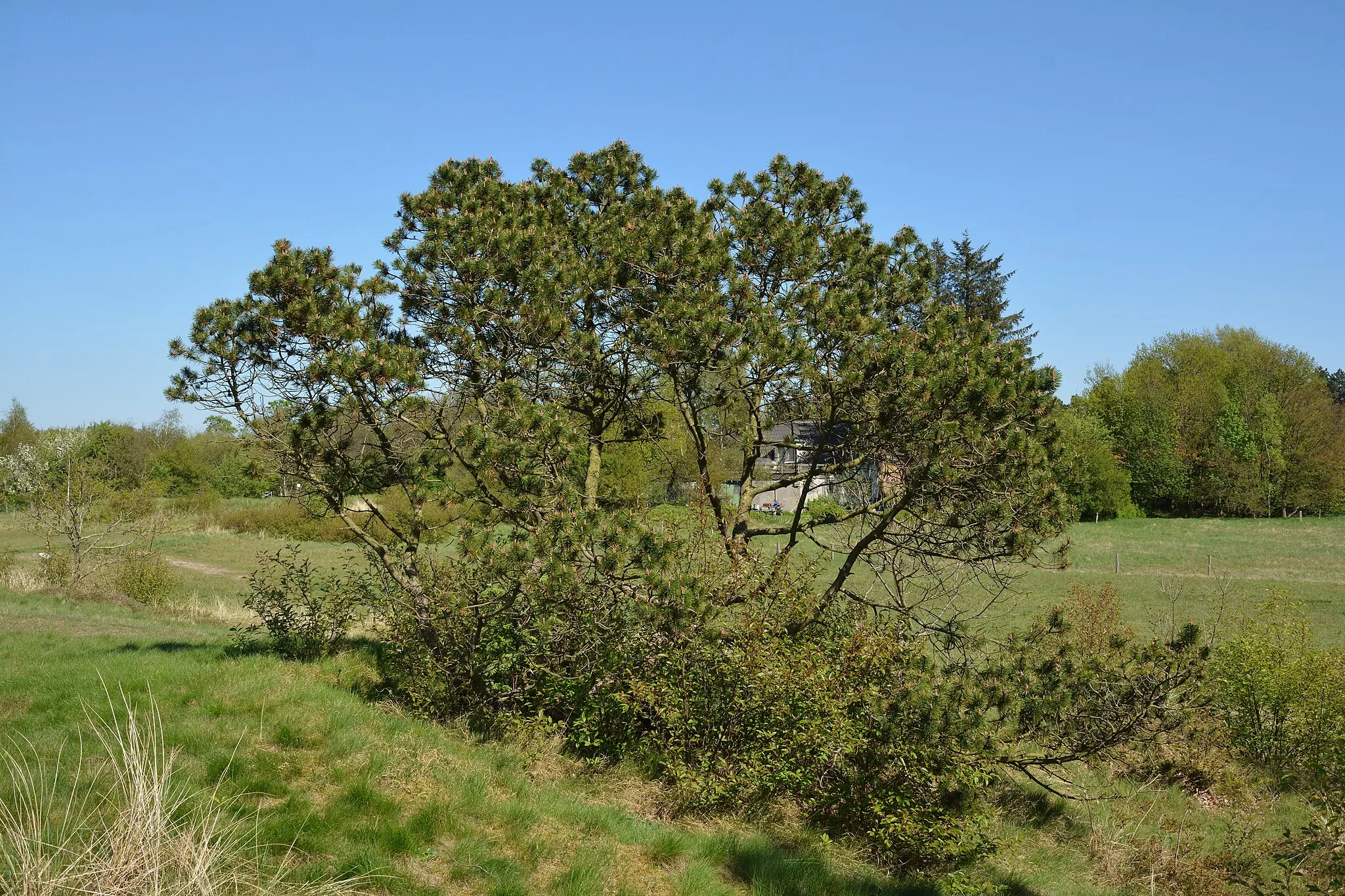 Photo showing: Impressionen aus dem Naturerlebnisraum "Posberg" in Süderlügum