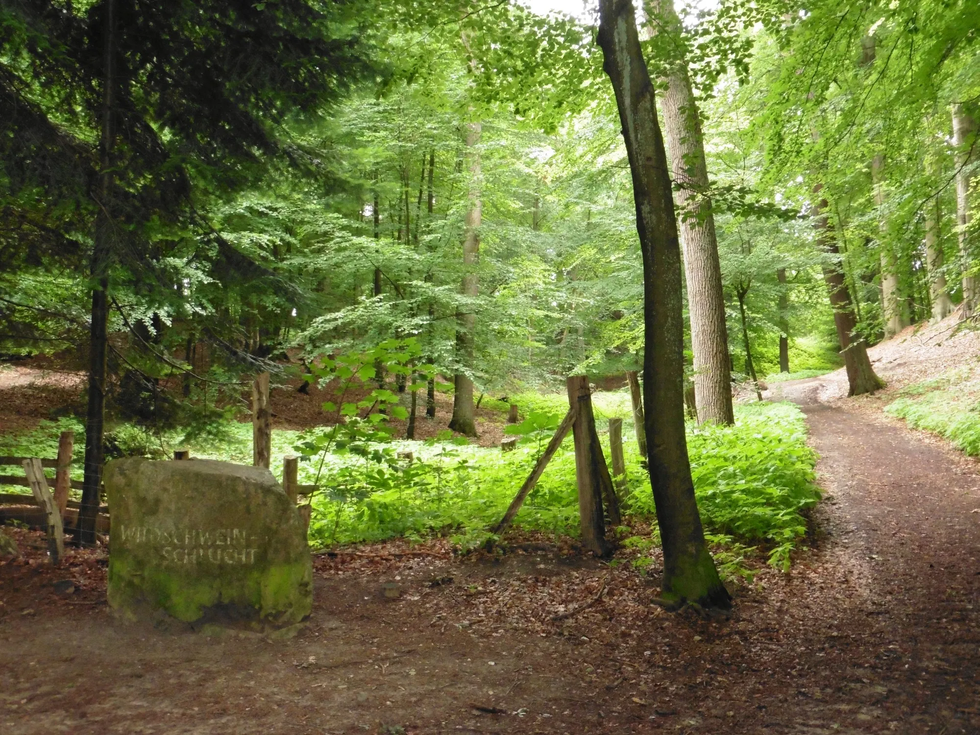 Photo showing: Bergedorfer Gehölz