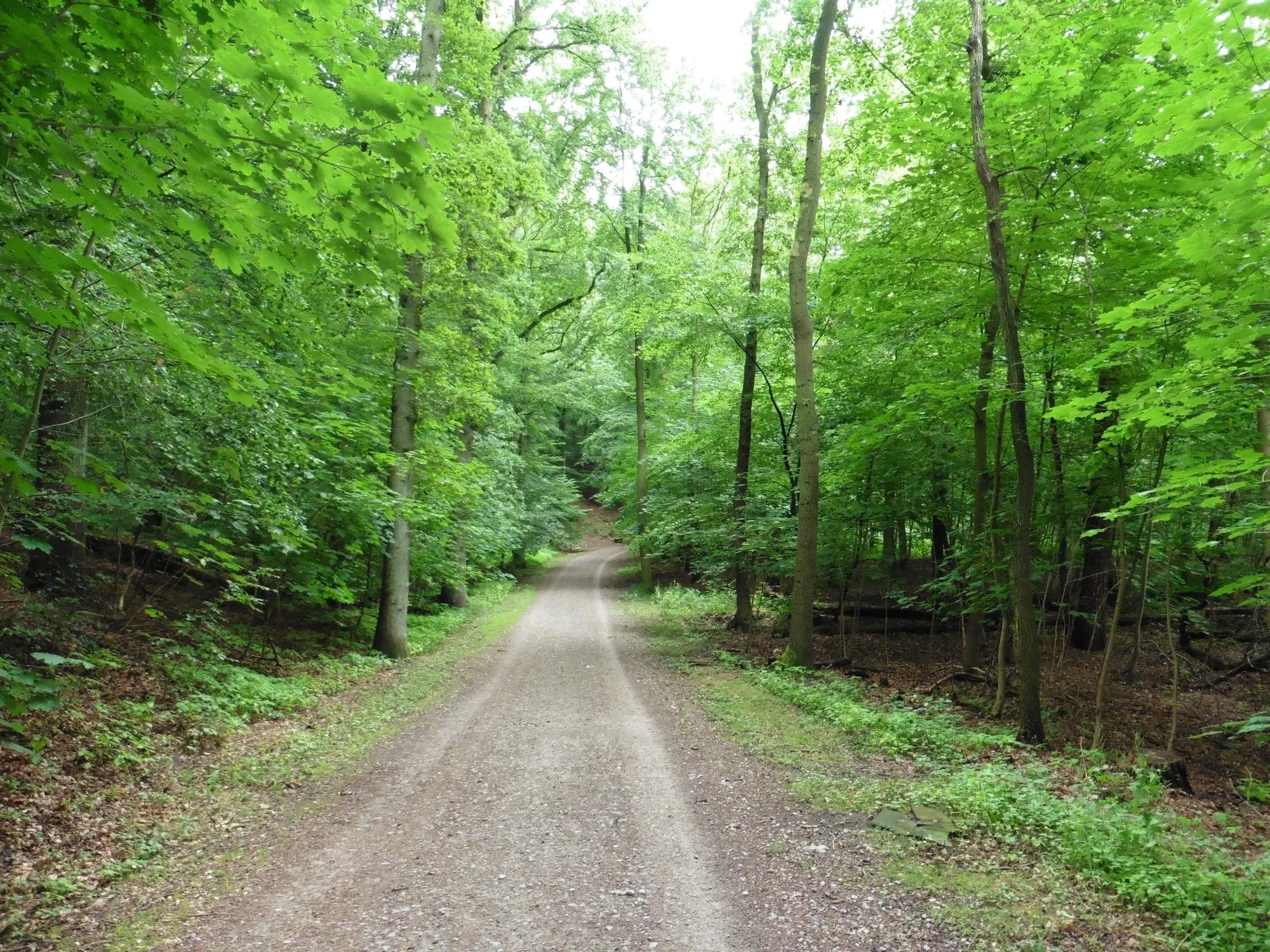 Photo showing: Bergedorfer Gehölz