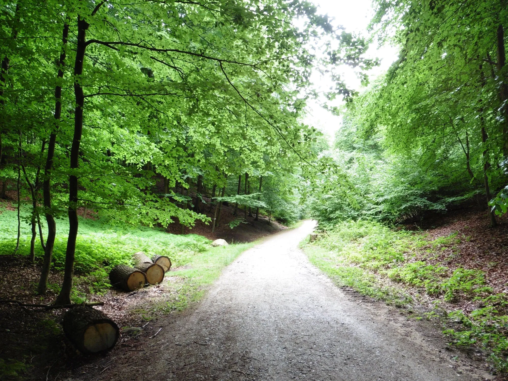 Photo showing: Bergedorfer Gehölz