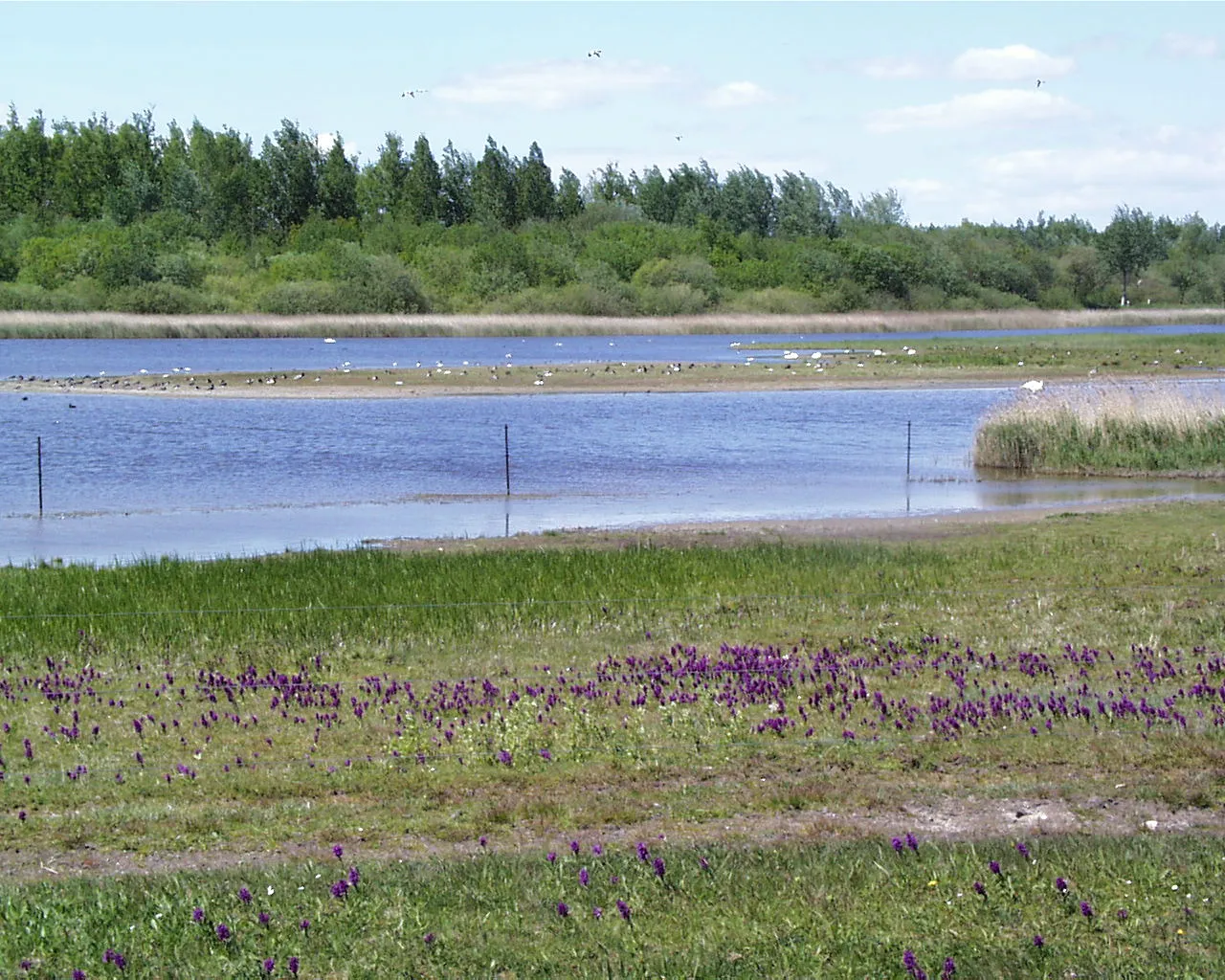 Photo showing: Das Nullgebiet im Katinger Watt mit Knabenkraut und Vogelbrutgebiet.
Hier Brüten Lachmöwen, Austernfischer, Küsten- und Zwergseeschwalbe, Brandente und Limikolen wie Rotschenkel
