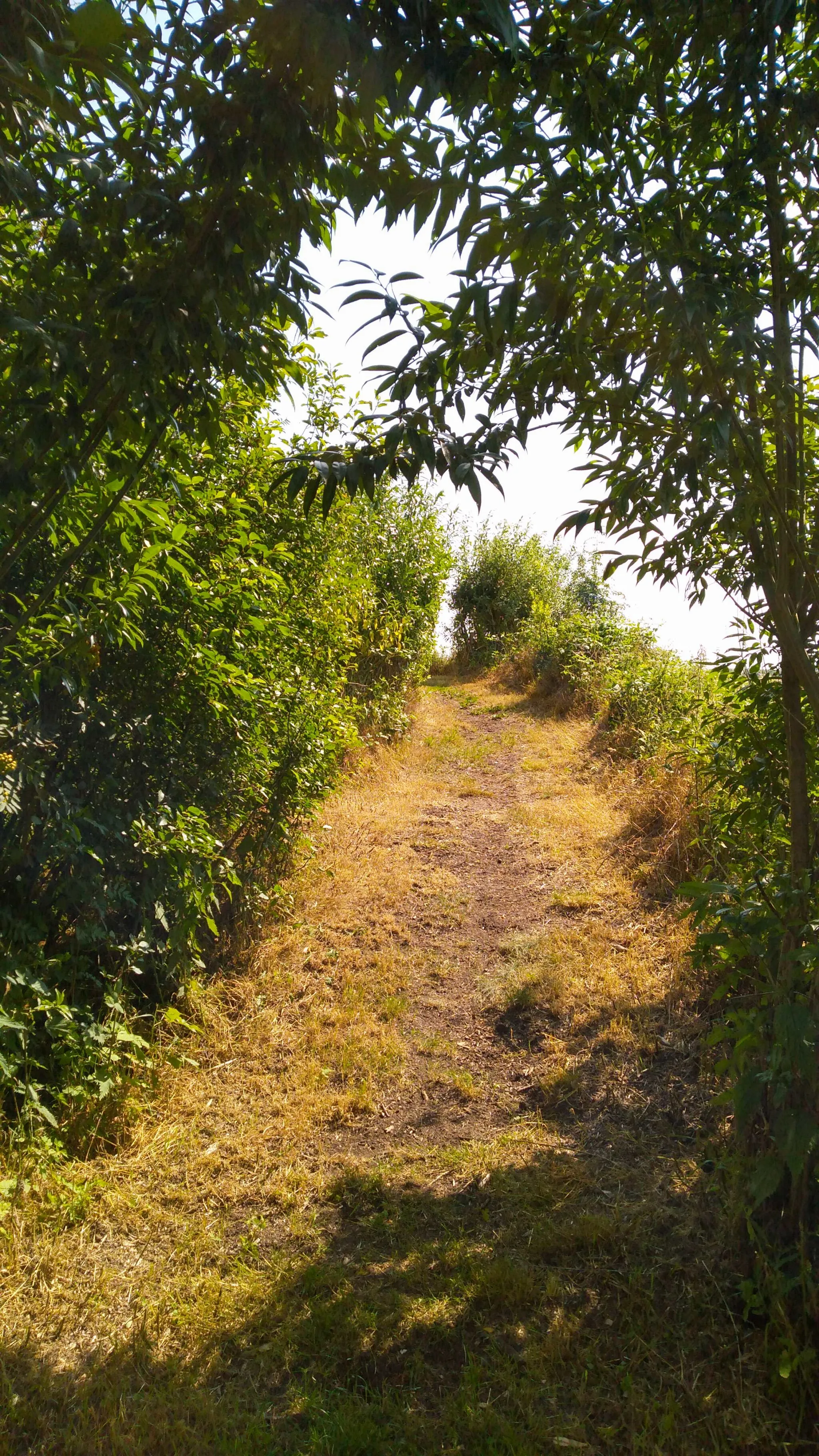 Photo showing: FFH-Gebiet Moore der Eider-Treene-Sorge-Niederung - Teilgebiet Hartshoper Moor