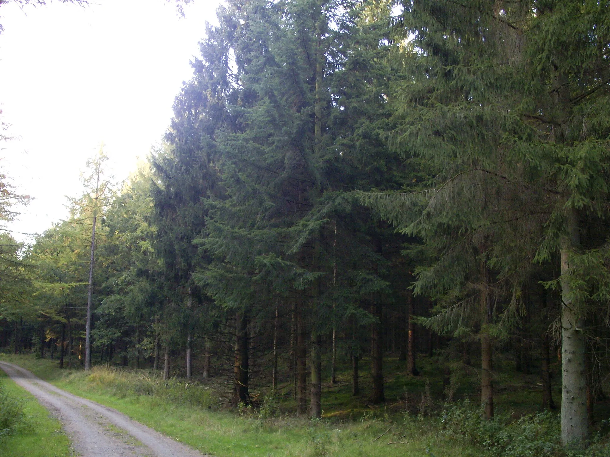 Photo showing: Impression aus dem Handewitter Wald