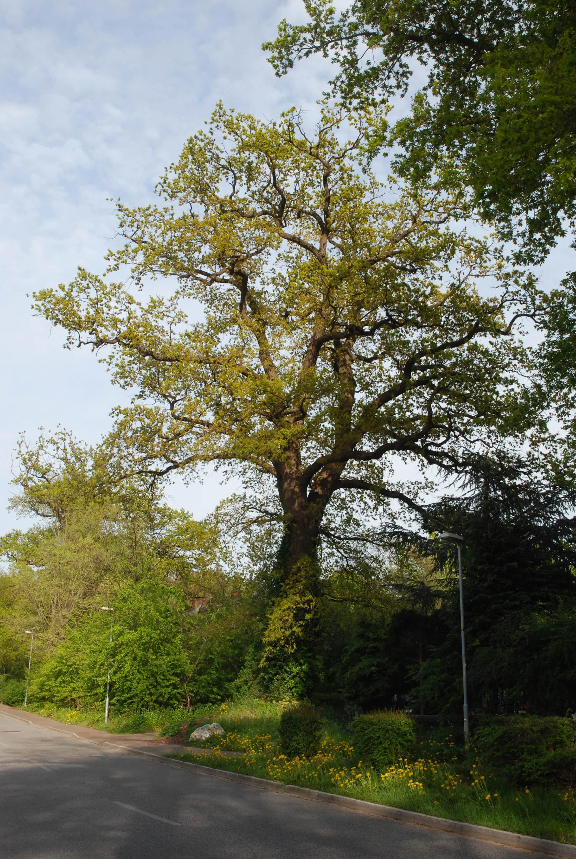 Photo showing: Stieleiche (Quercus robus) an der Niendorfer Hauptstraße 15, Naturdenkmal, gepflanzt um 1750