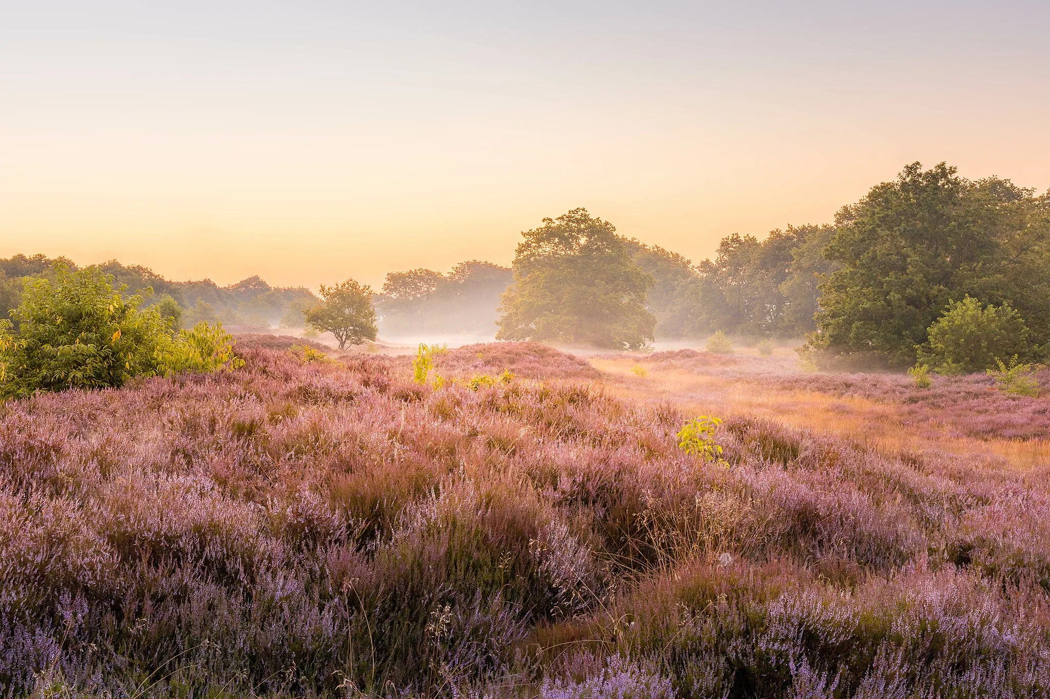 Photo showing: Morgennebel im Naturschutzgebiet Sorgwohld