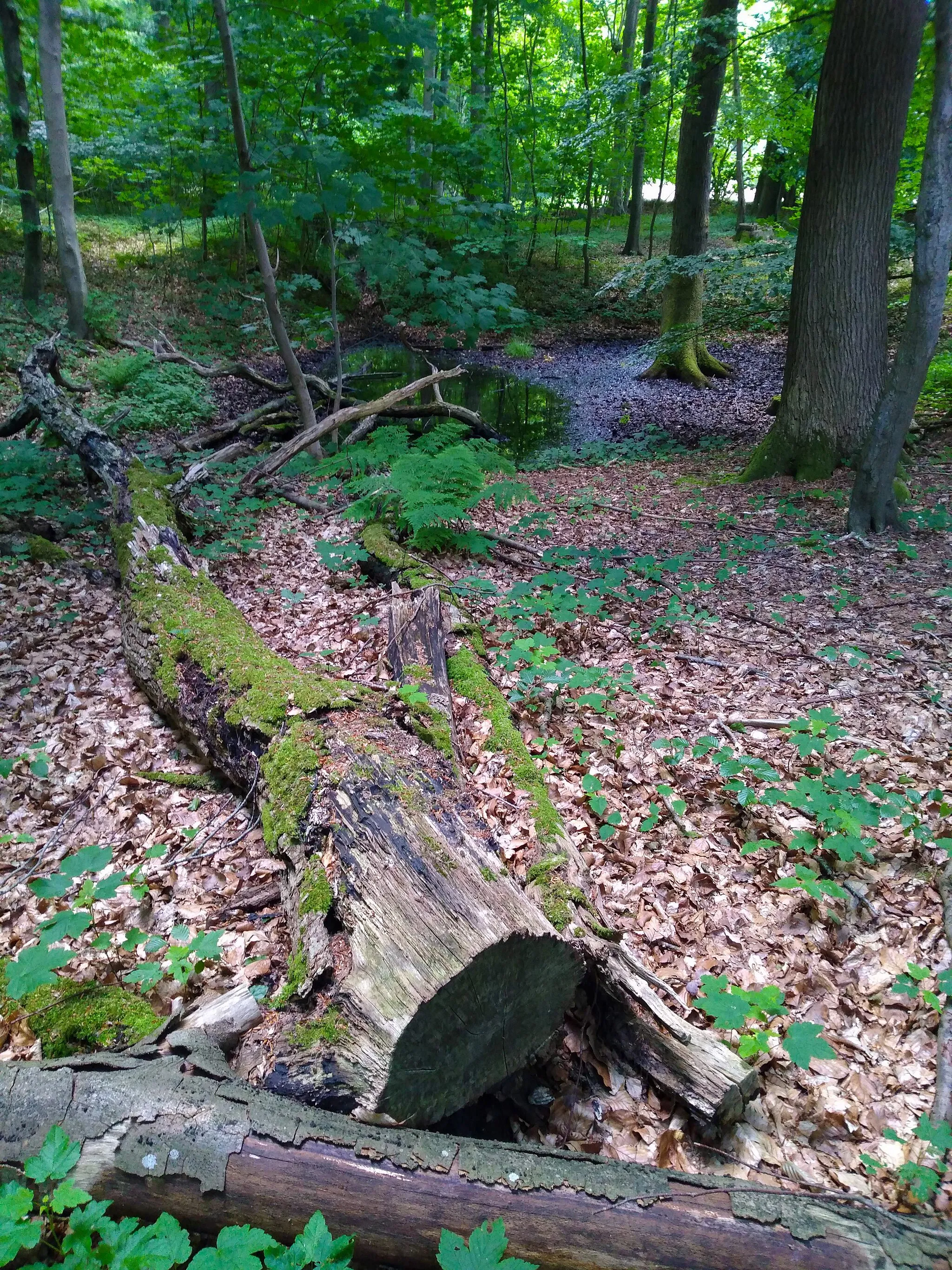 Photo showing: FFH-Gebiet Wälder der Hüttener Berge